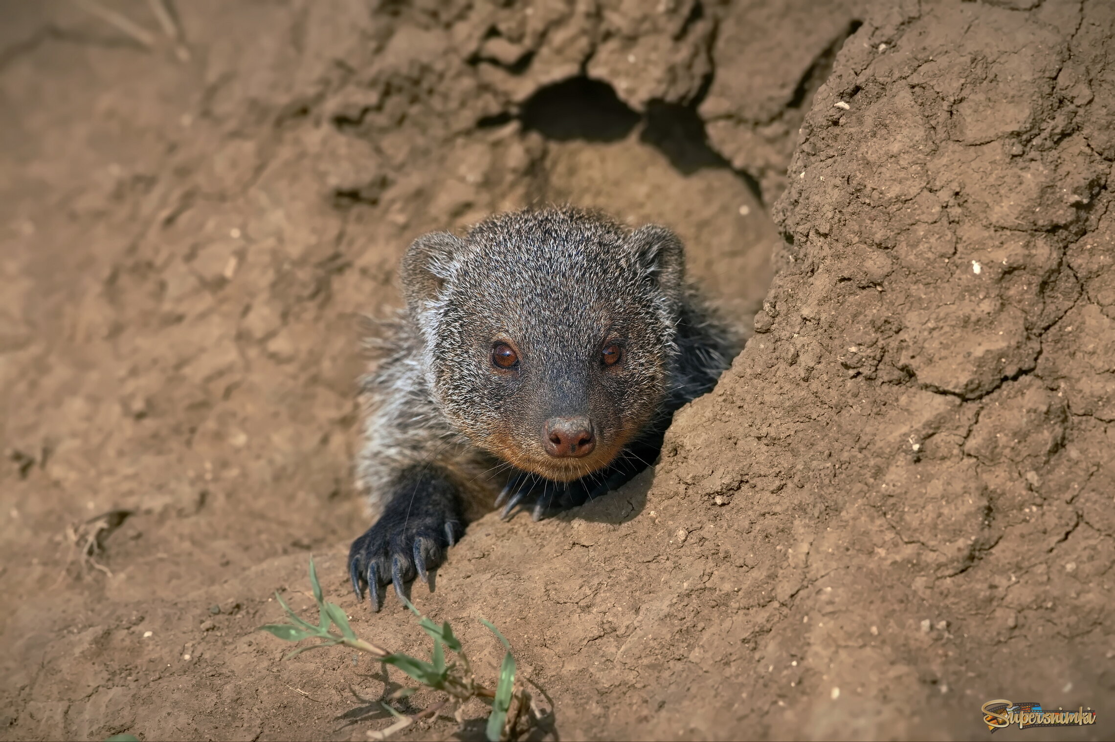 Любопытный