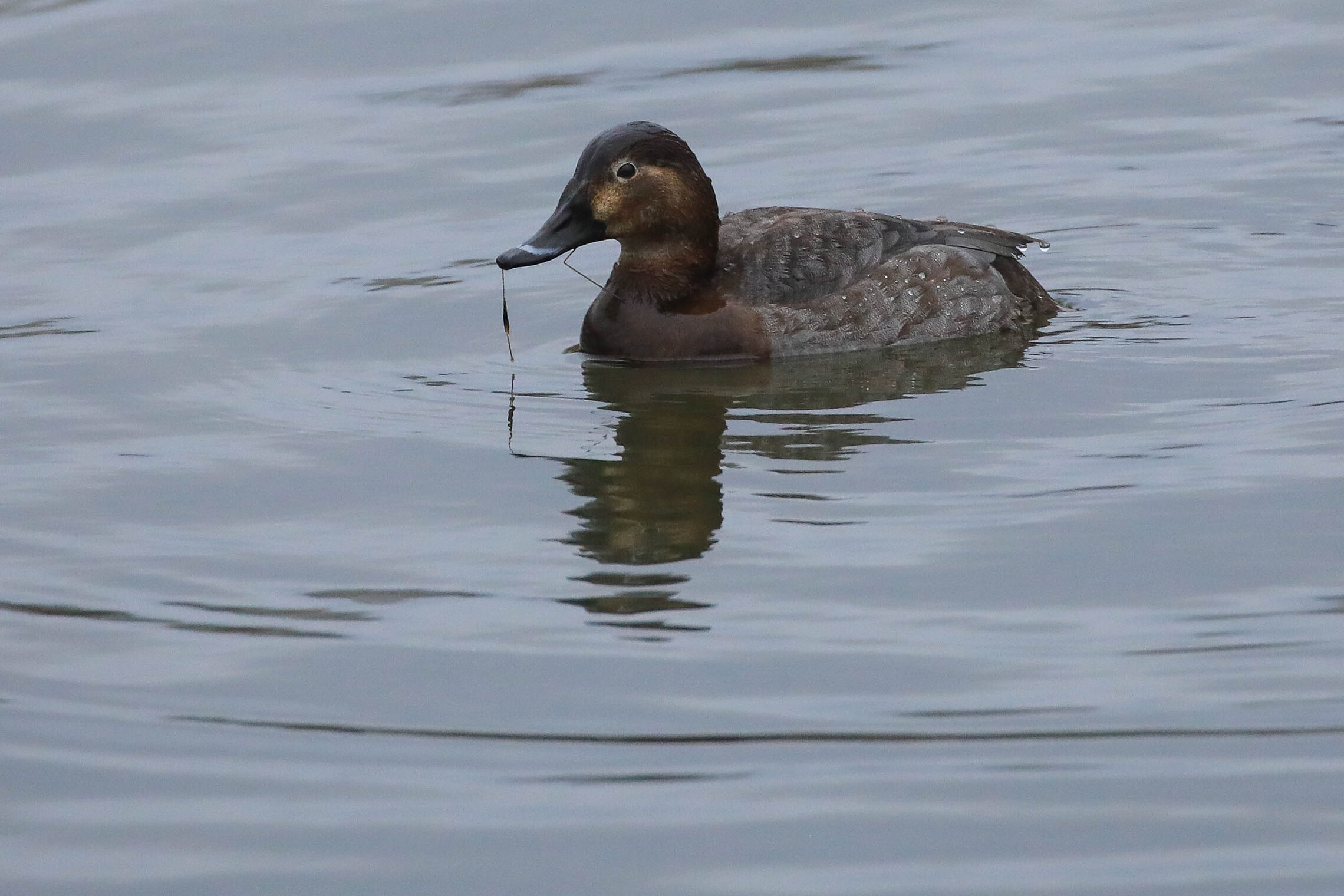 Из жизни самки нырка
