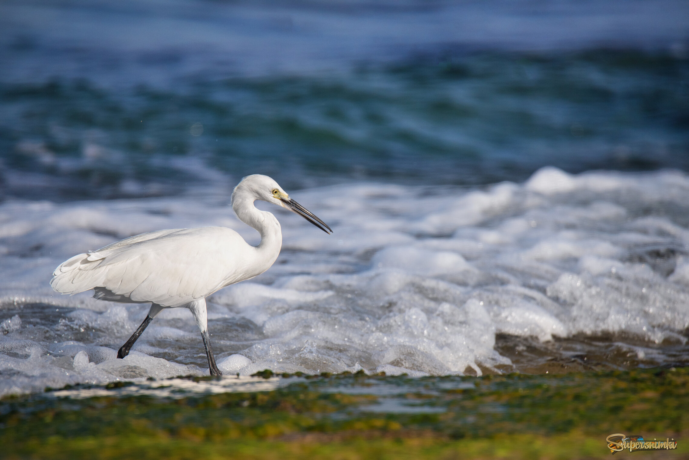 *Бегущая краем моря...