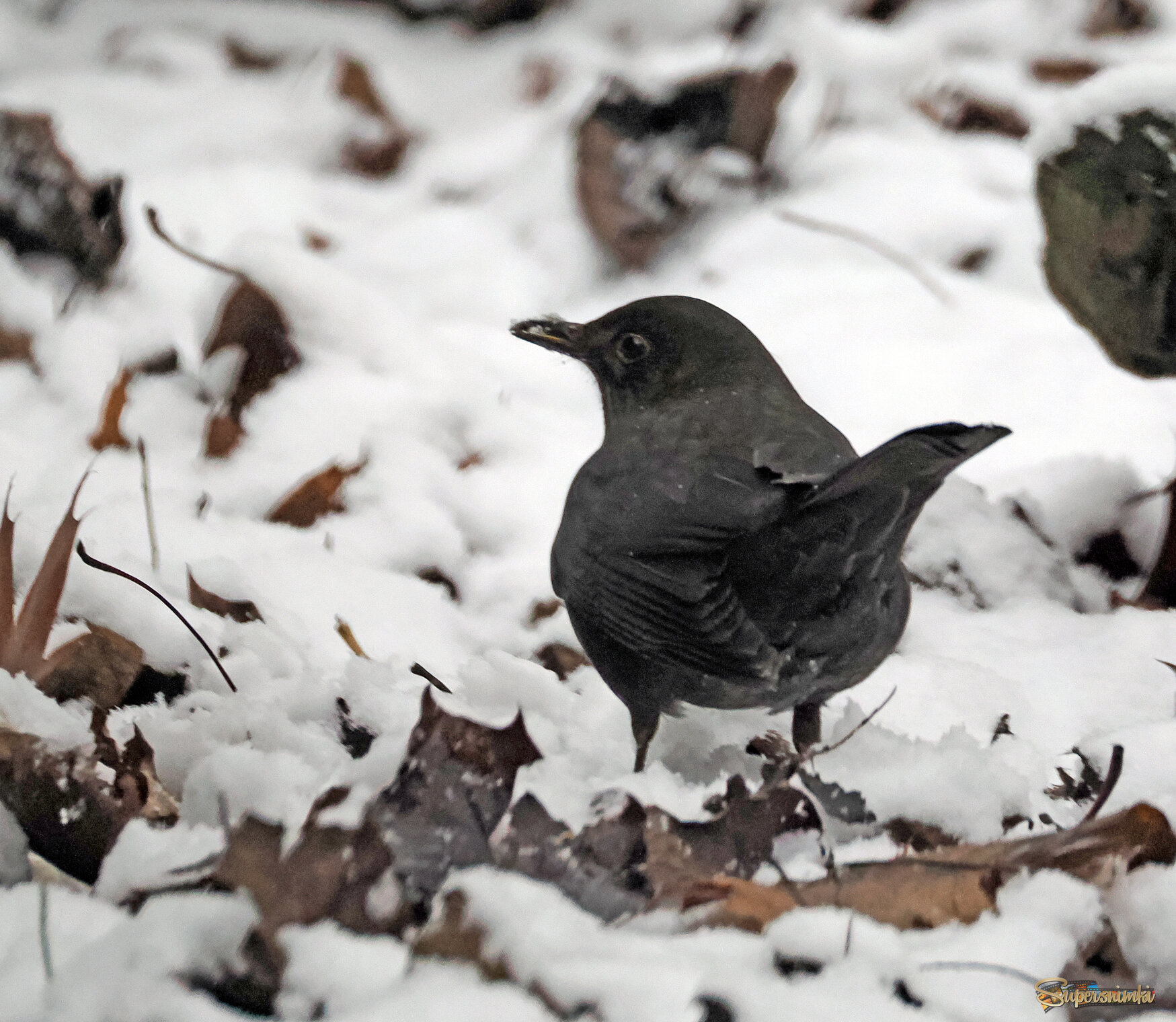 Чёрный дрозд, самка.