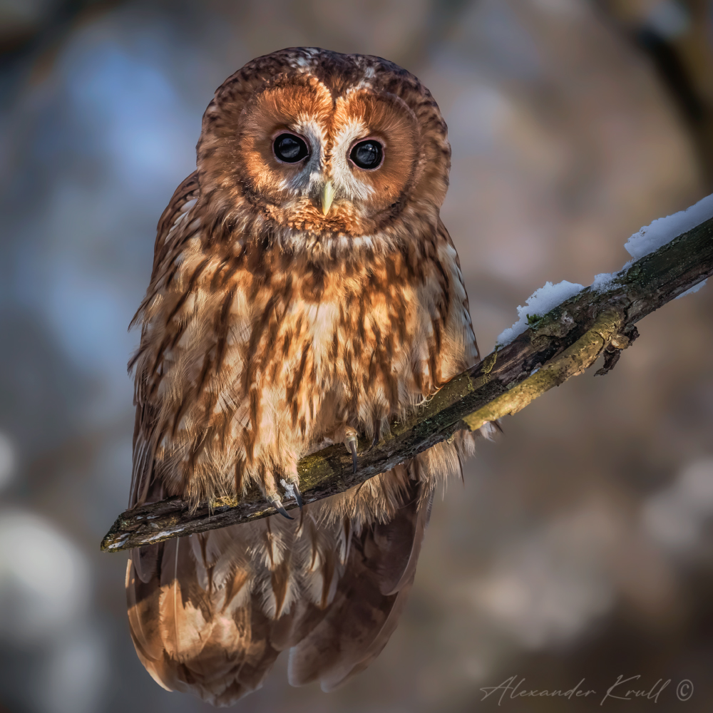 Бездна в глазах