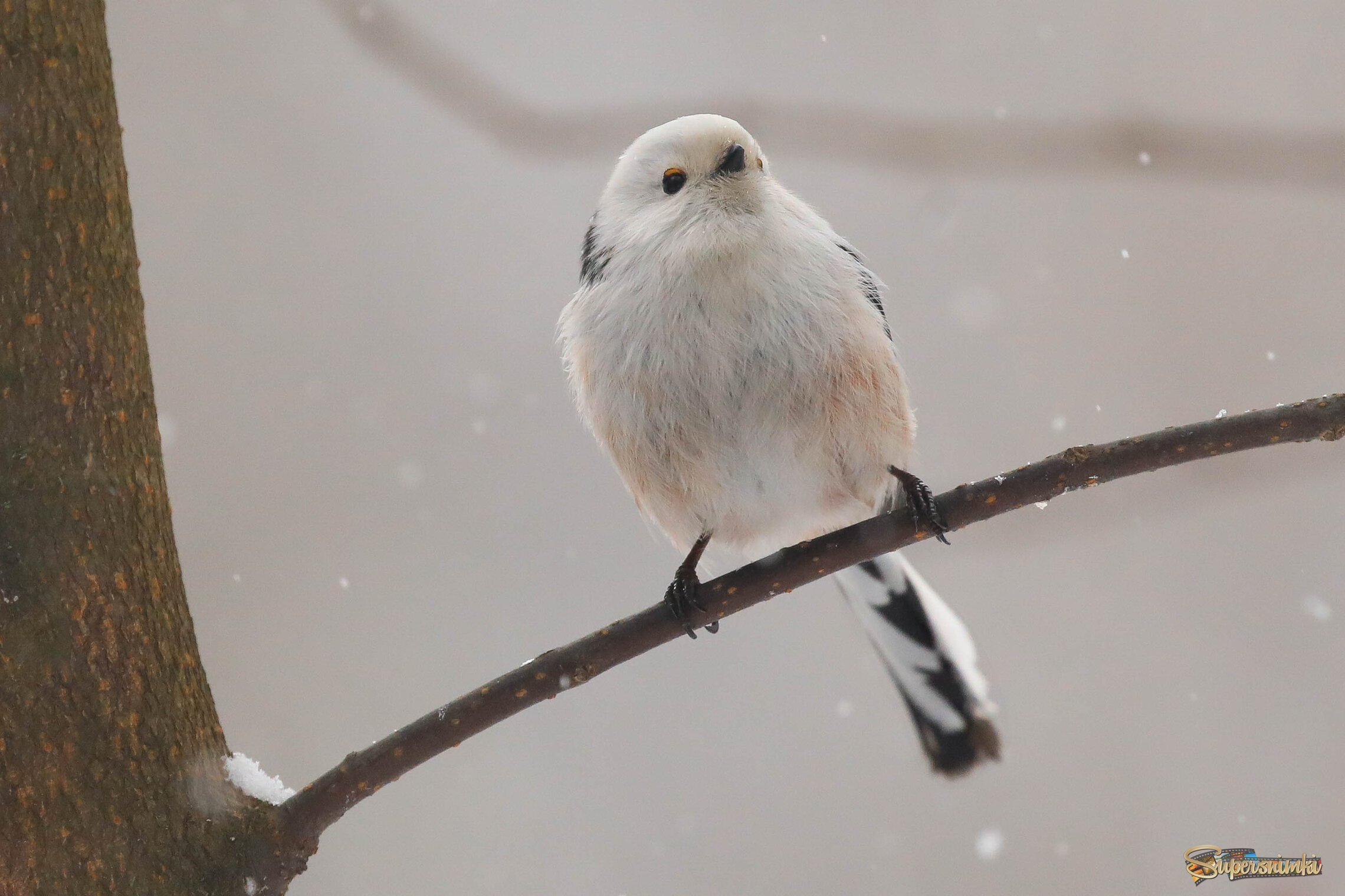 А снег идет...