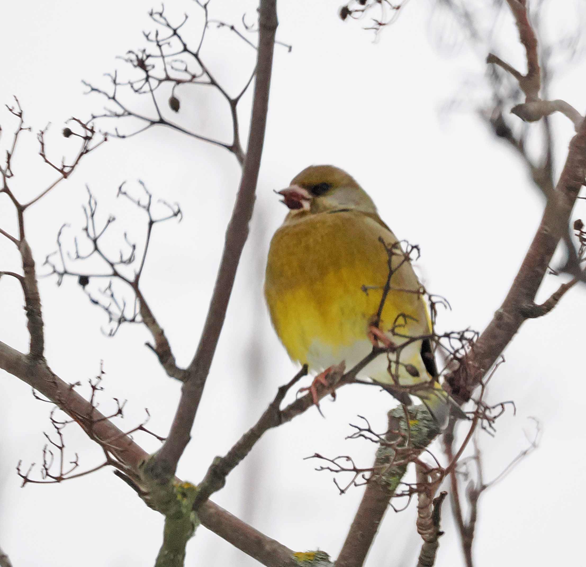 Обыкновенная зеленушка.