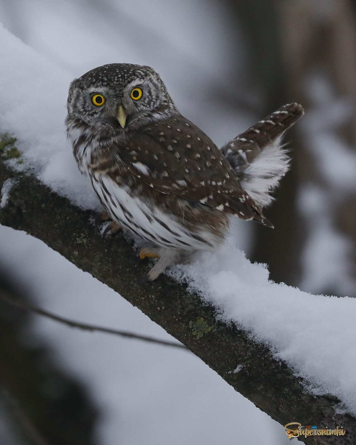 На вечерней охоте