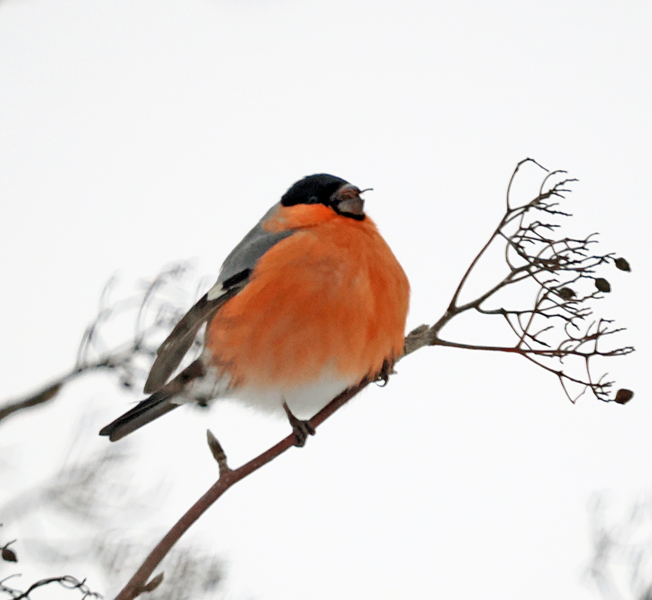 Обыкновенный снегирь.
