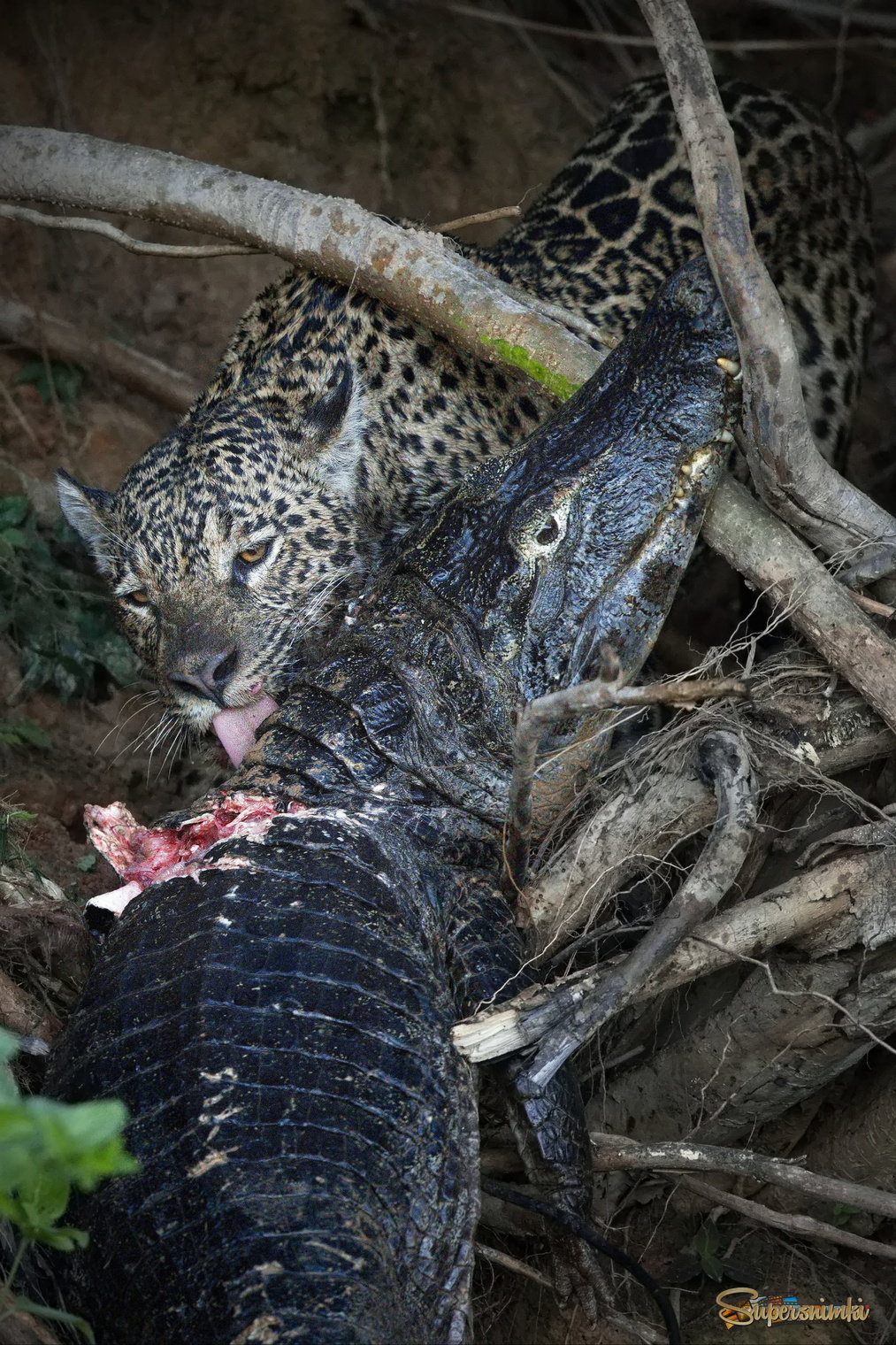 В предвкушении сытной трапезы 