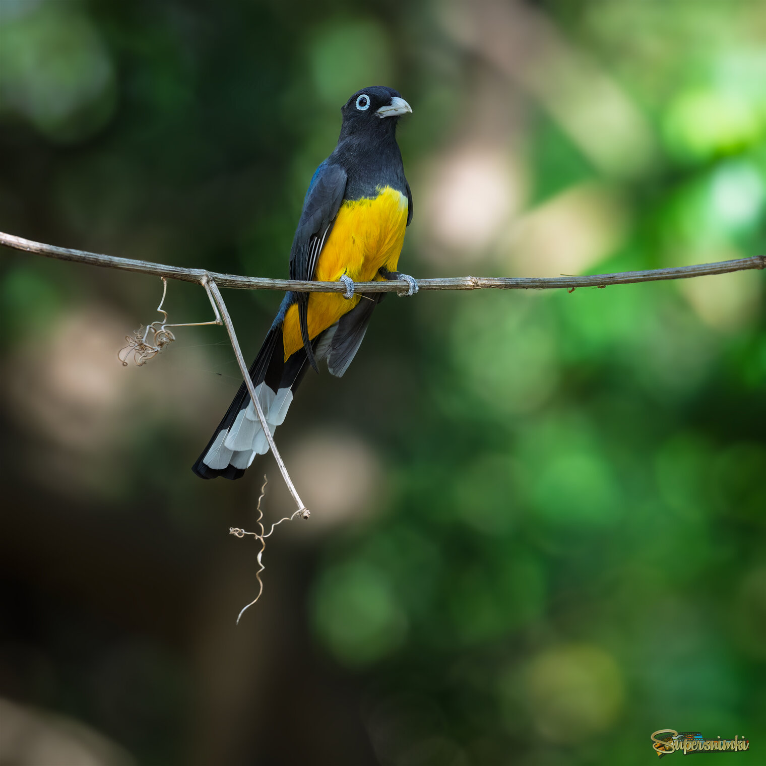 Black-headed Trogon 
