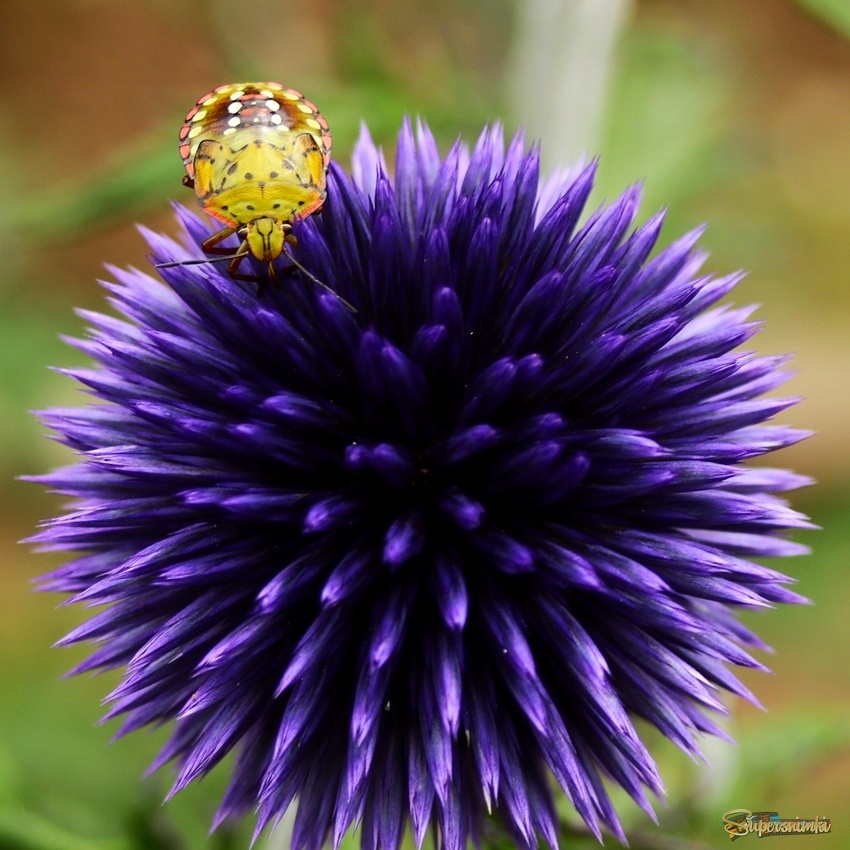 Доброе утро