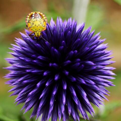 Доброе утро