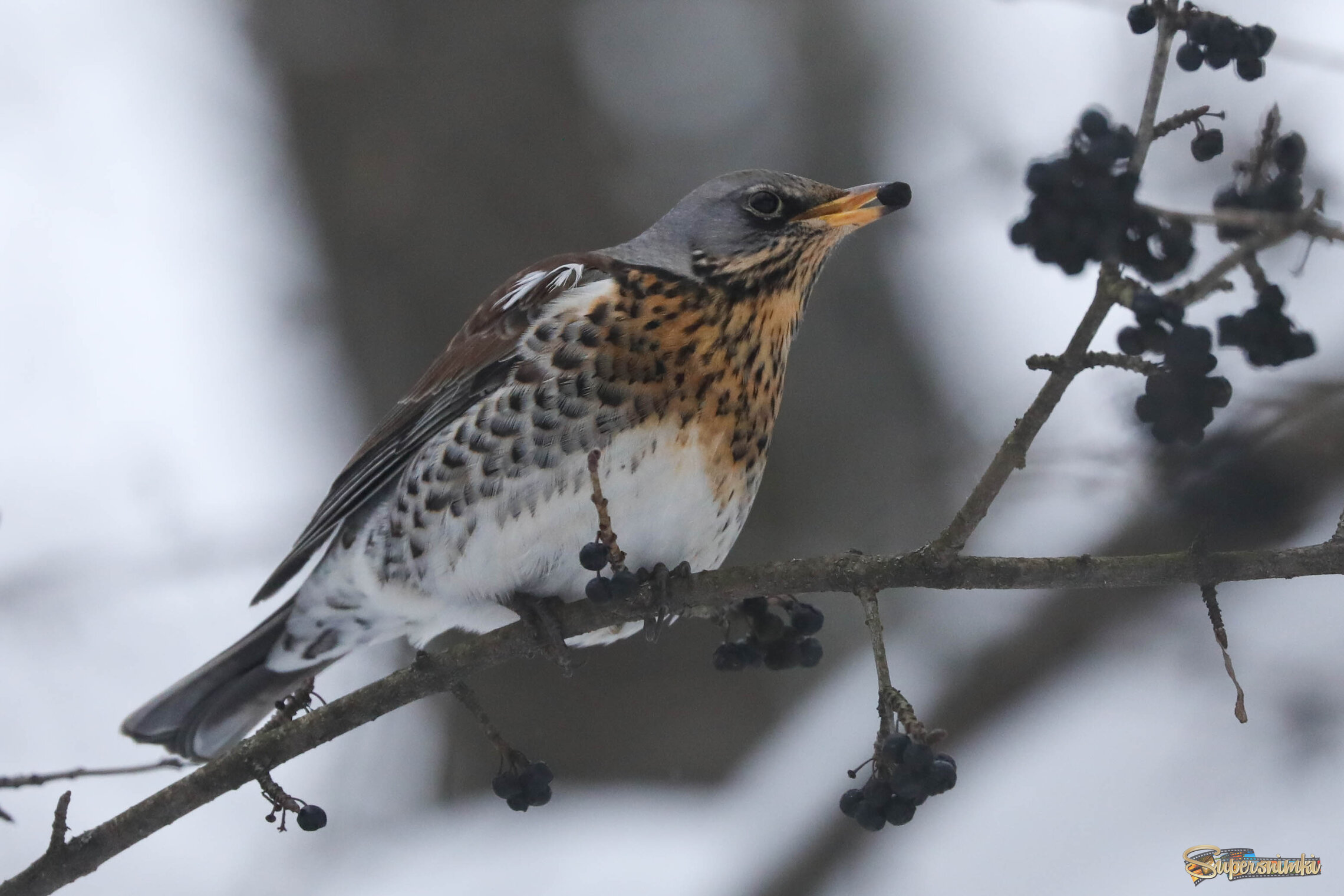 Полезный перекус