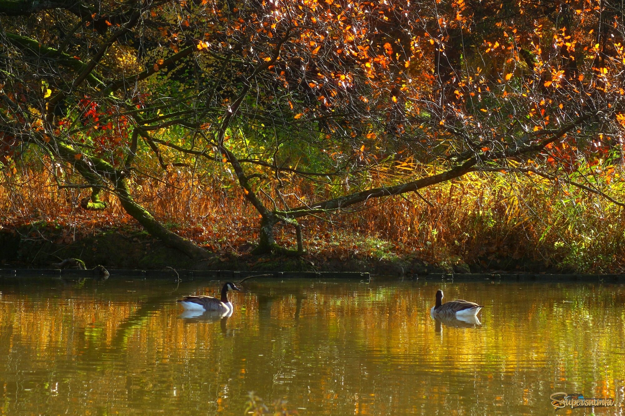 Краски осени
