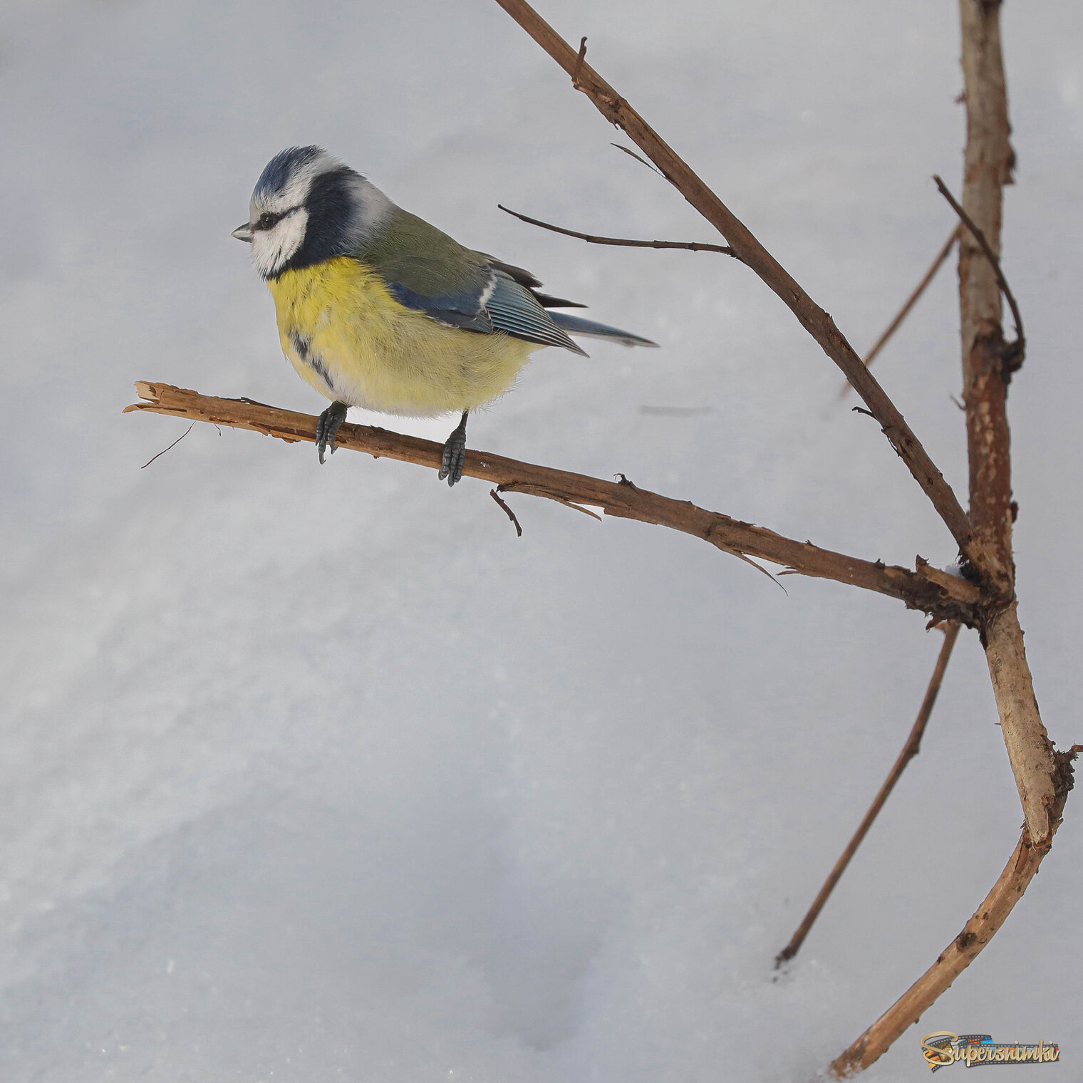 Кругом бело