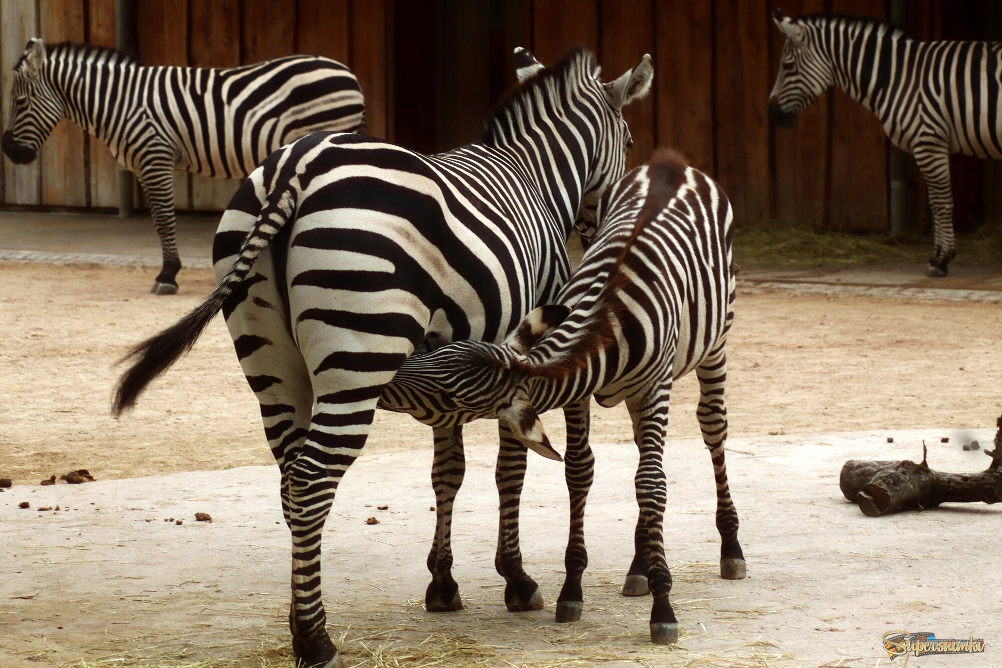 Пора кормления