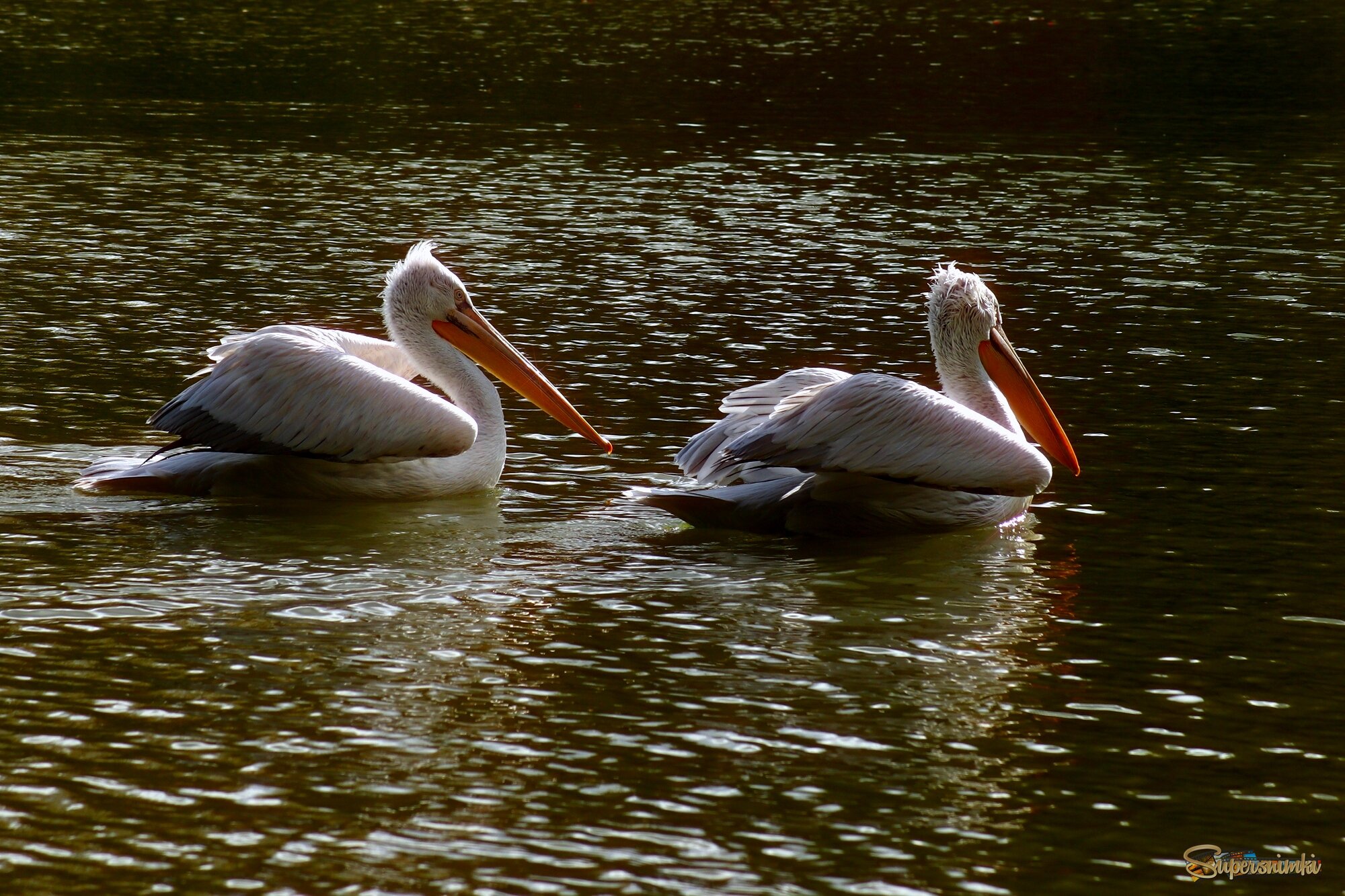 А может познакомимся?