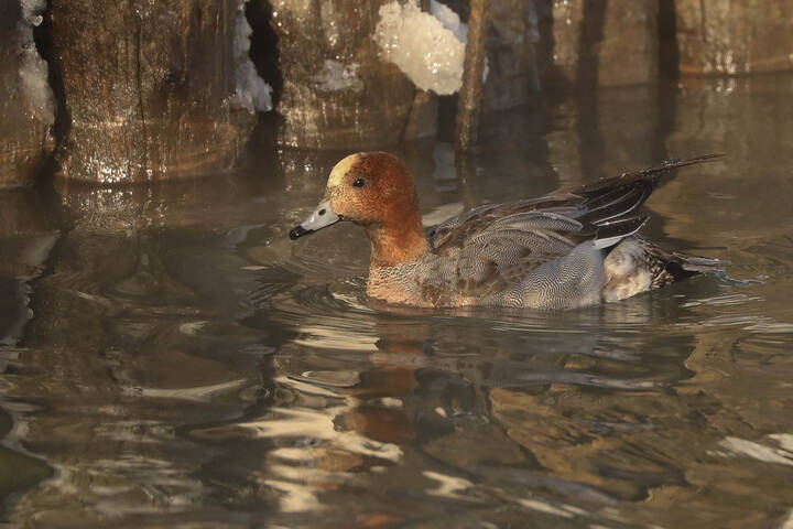 На воде