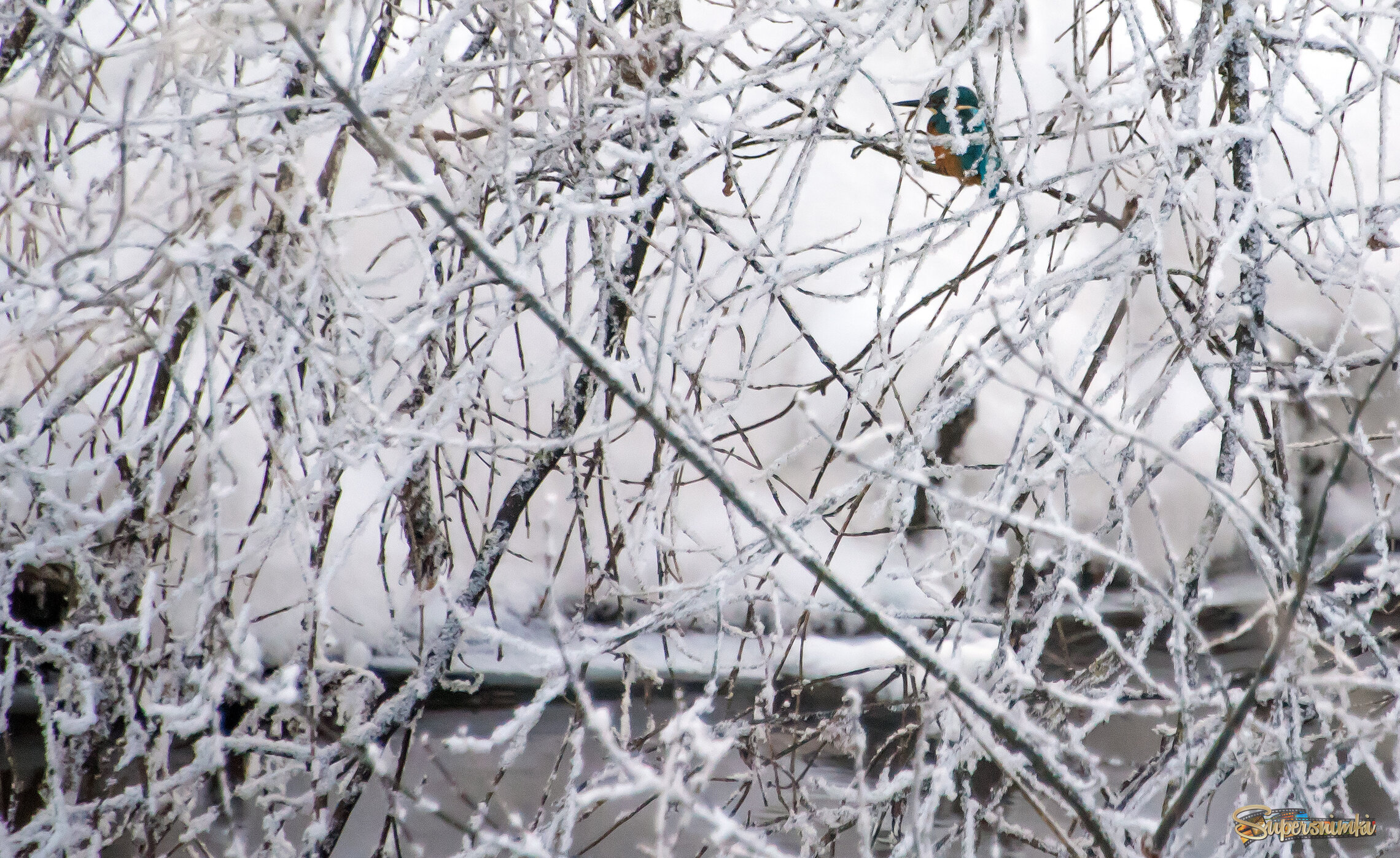 Зимородок охотится...