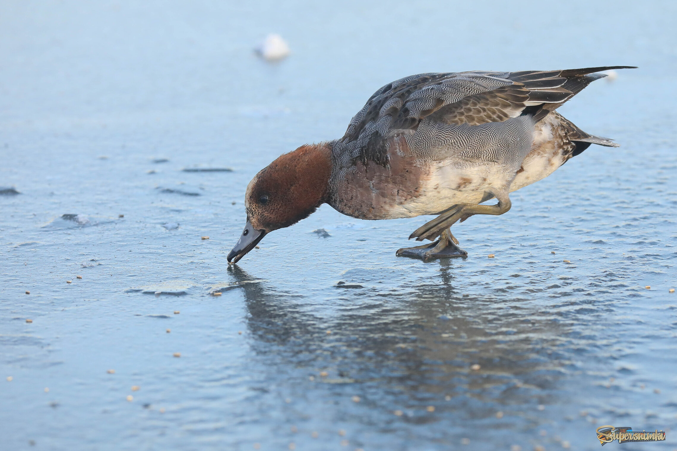 Выход на лёд