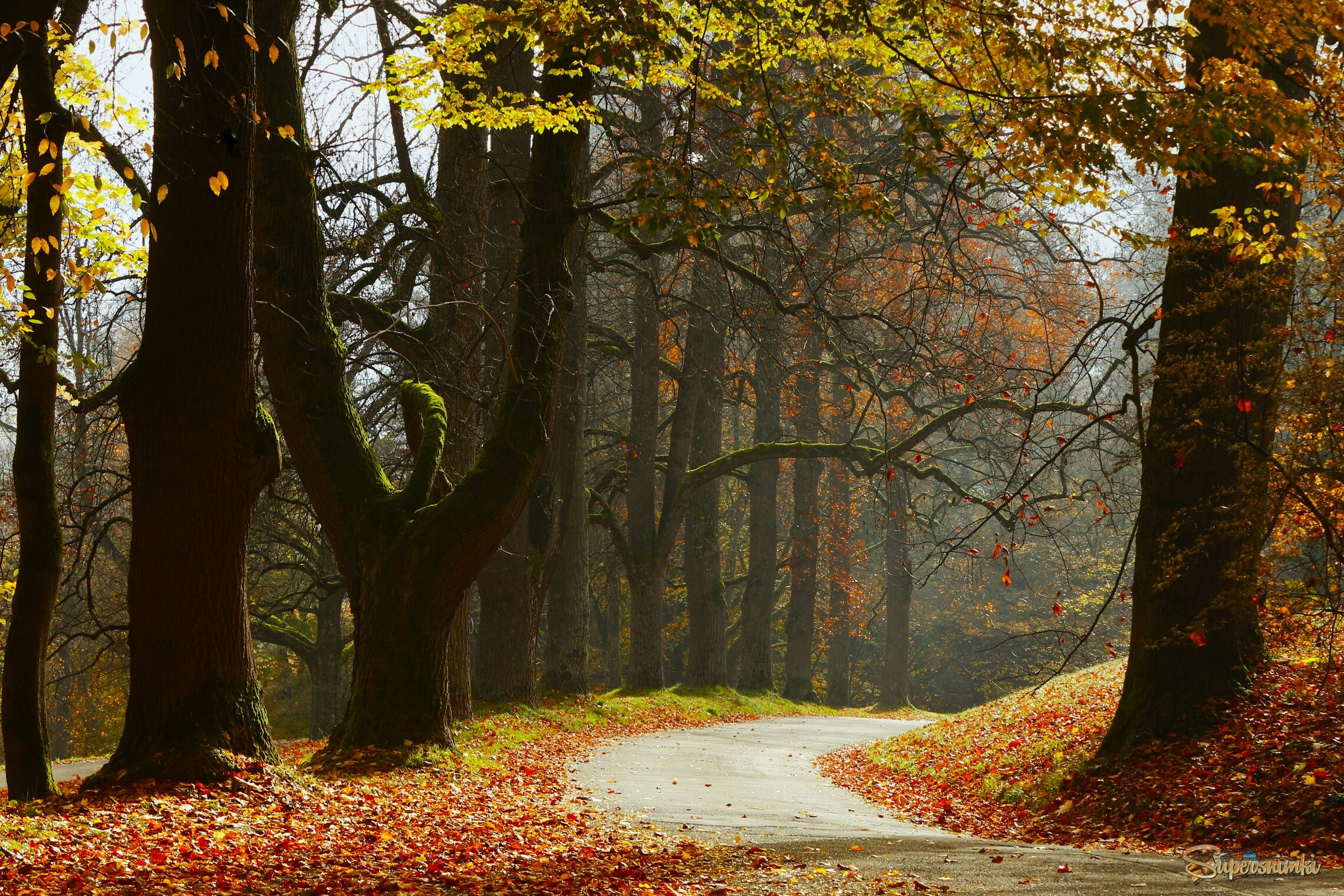 Ноябрь с падающими листьями