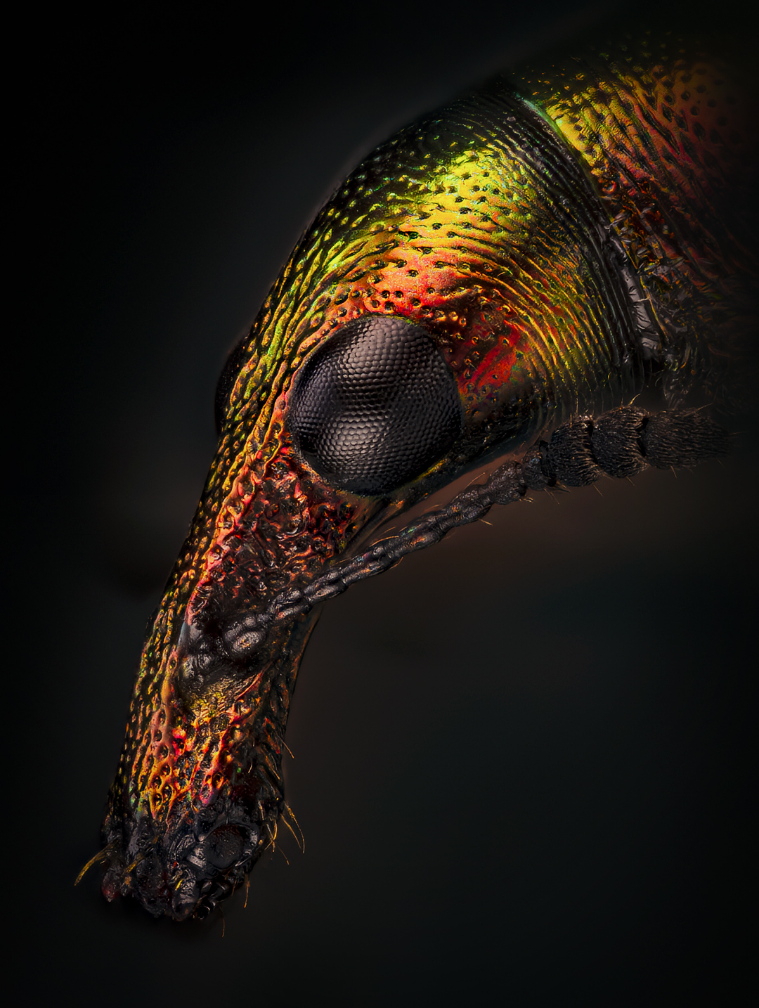 Tополёвый трубковёрт