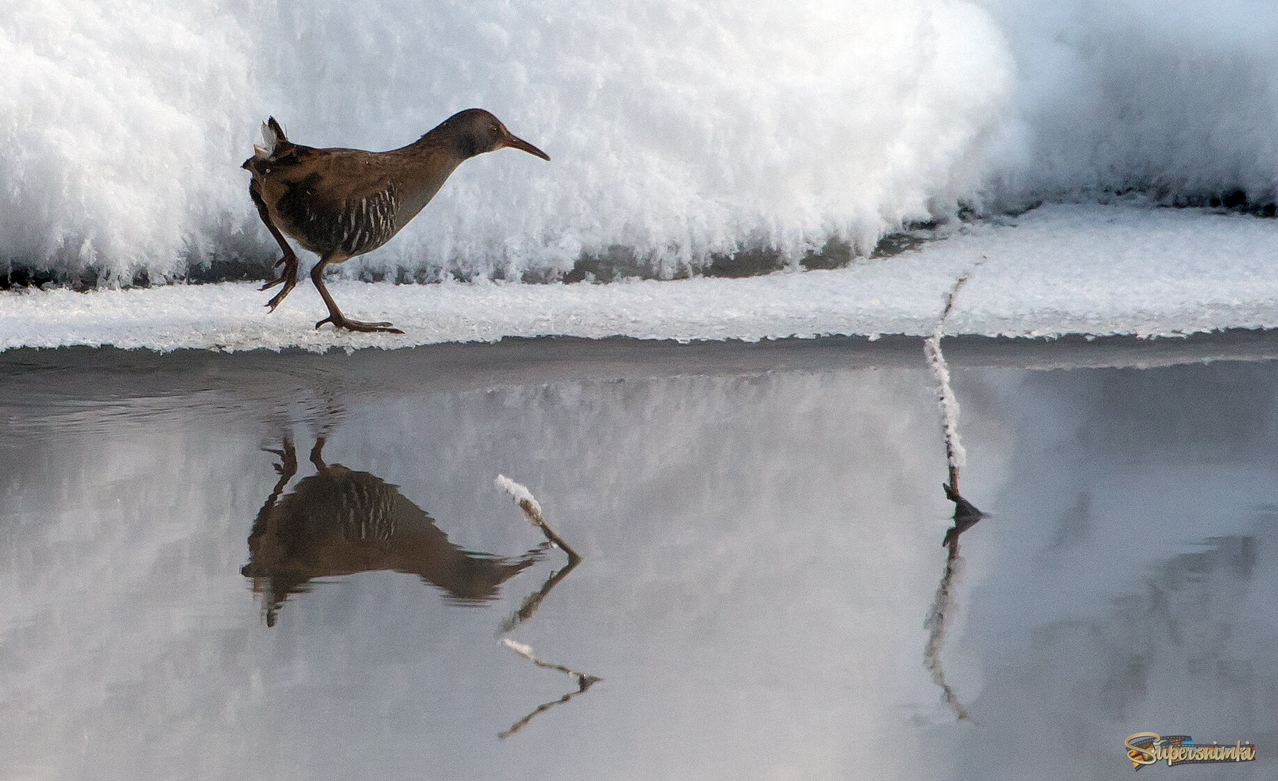 Водяной пастушок.