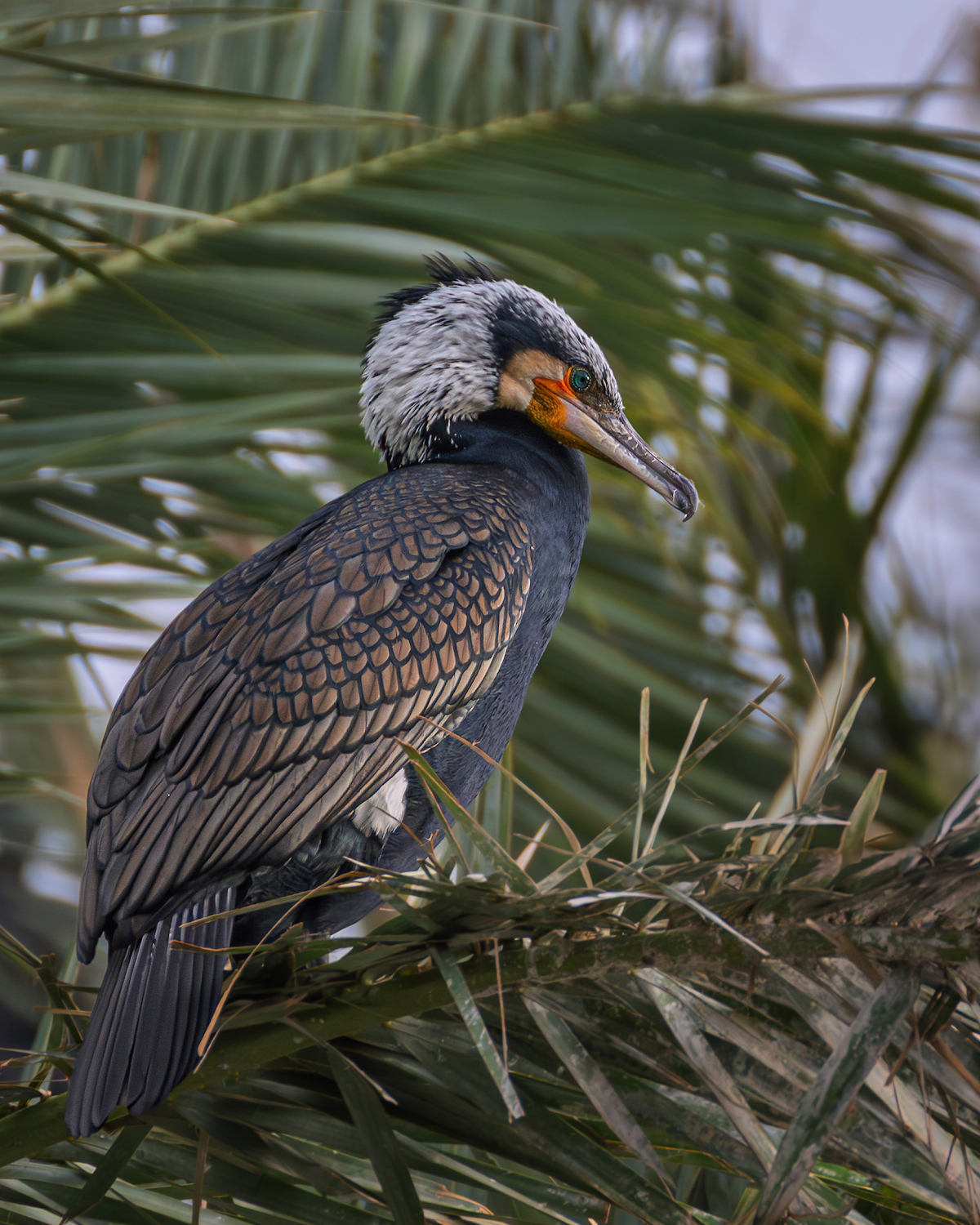 В брачном оперении