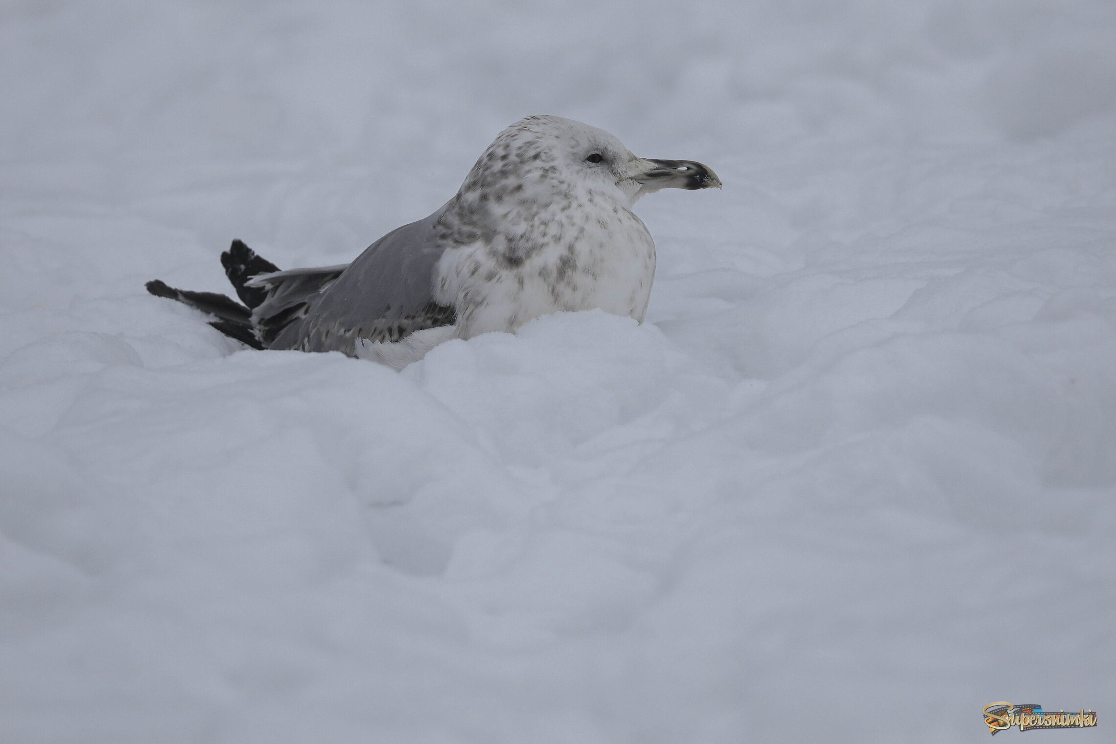 На пушистом покрывале