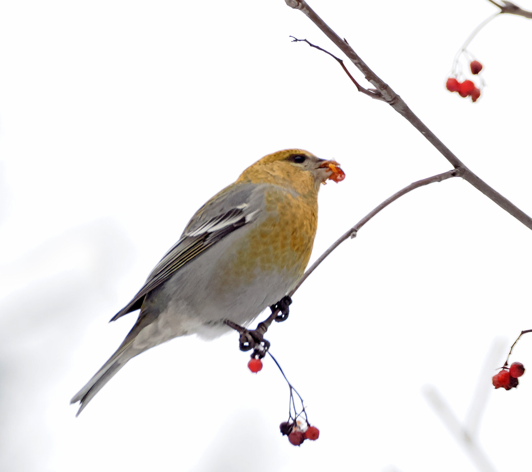 Самка щура.