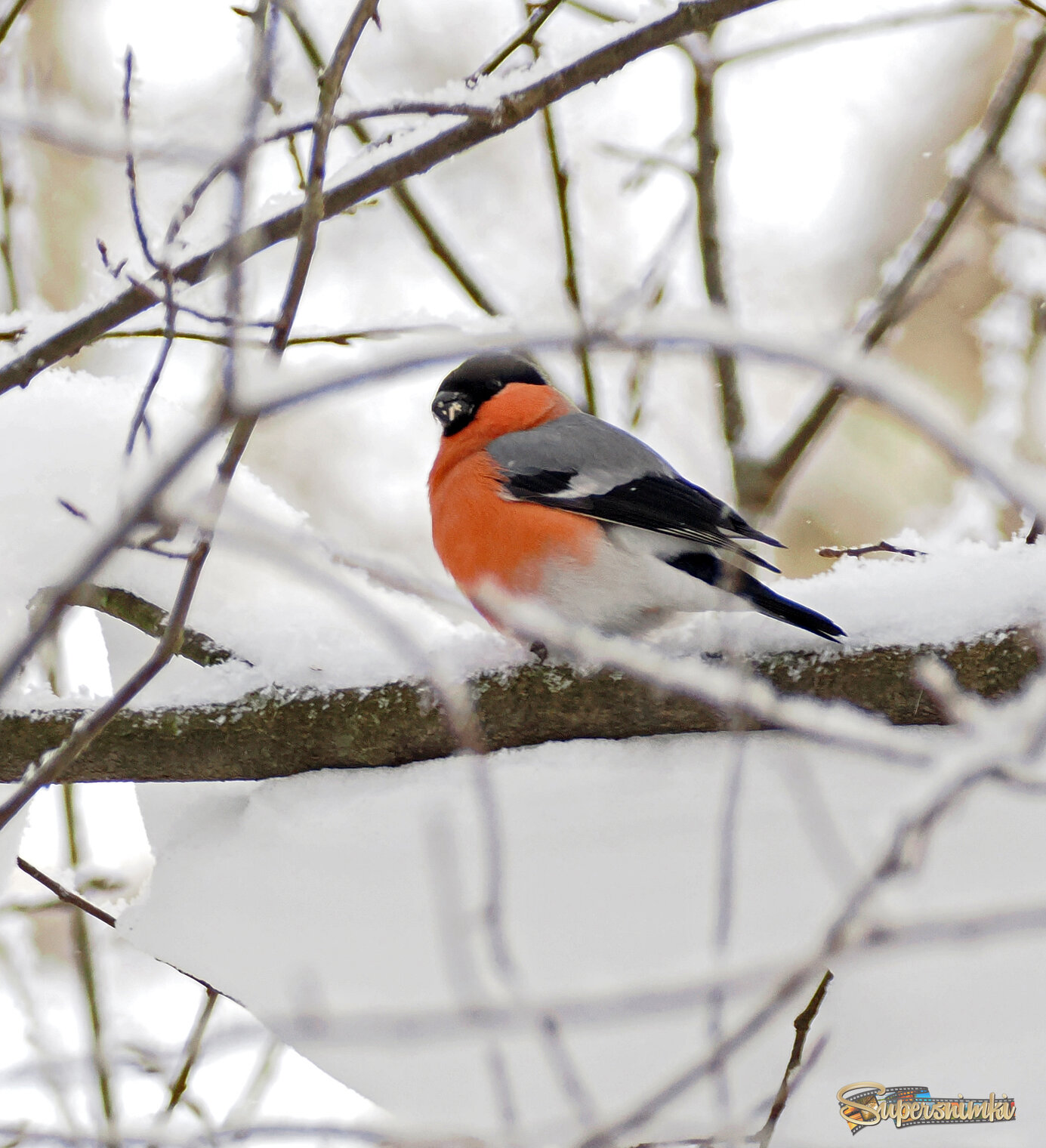 Обыкновенный снегирь, самец.