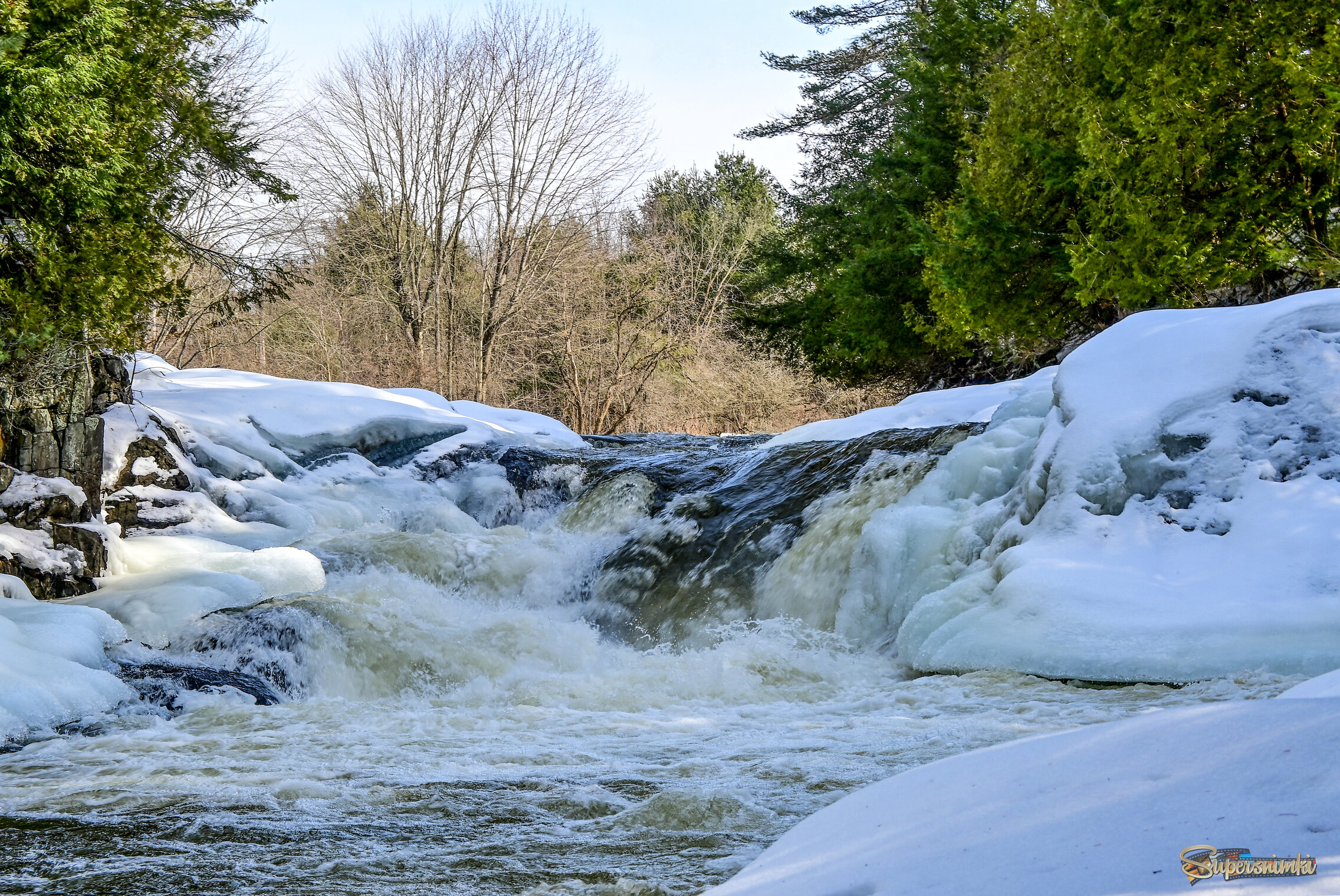 Вступление в хвойный мир
