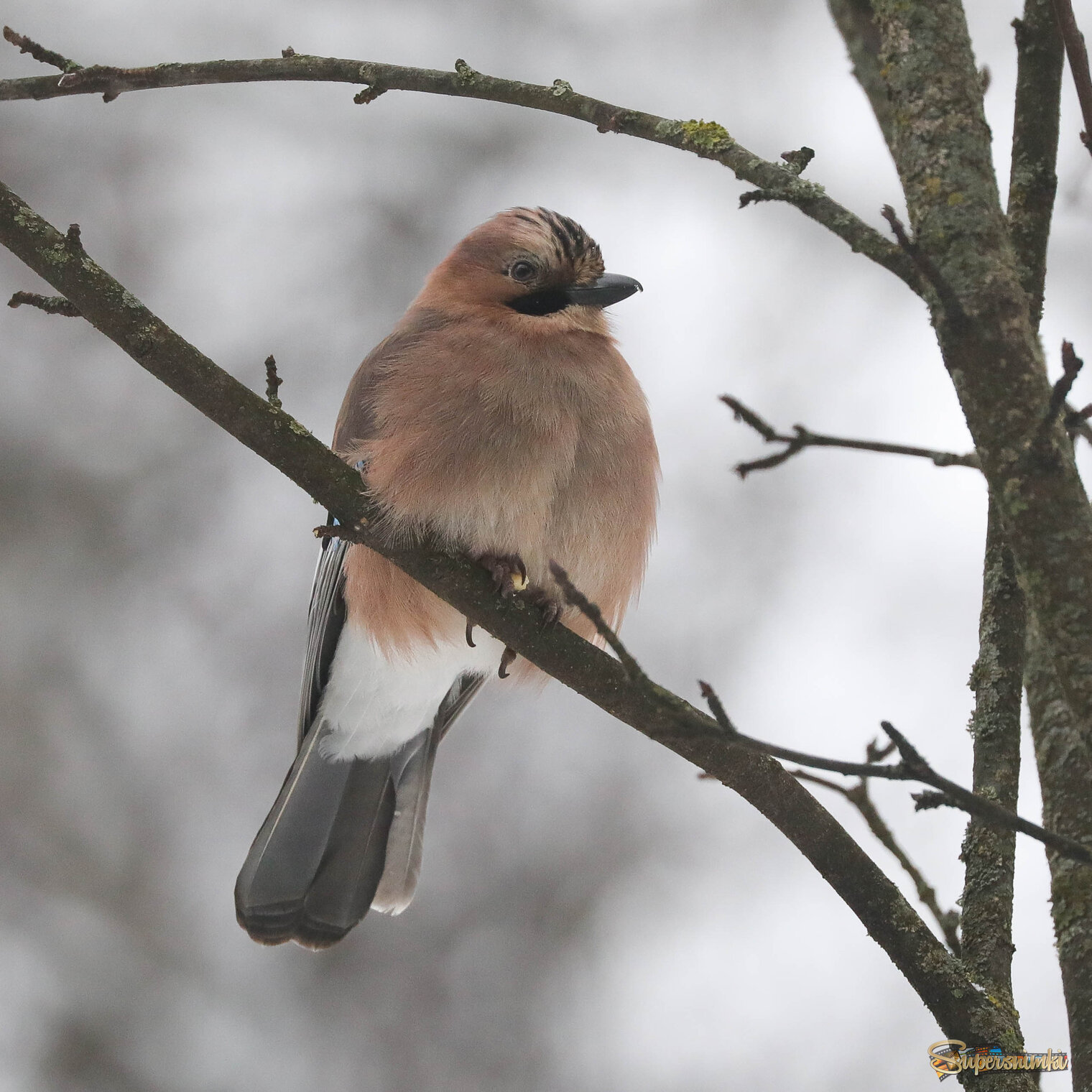 Пора перекусить
