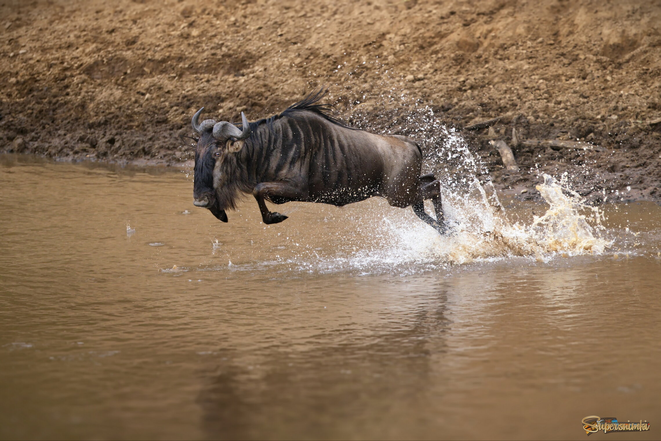 Чемпионат по прыжкам