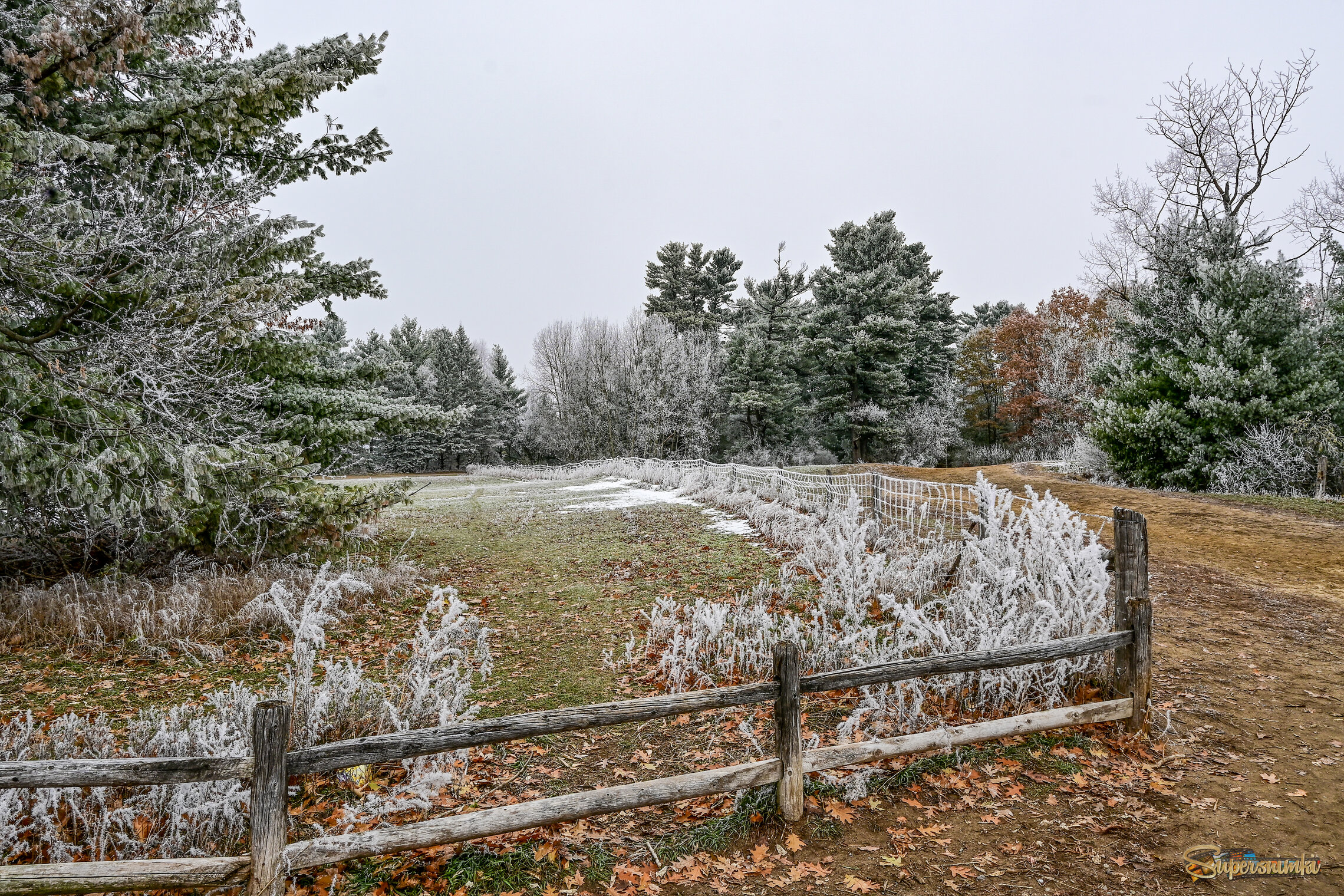 Площадка выгула собак
