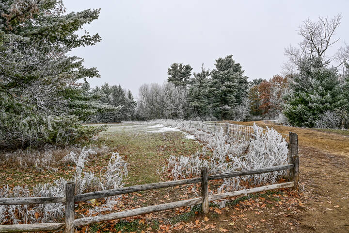 Площадка выгула собак