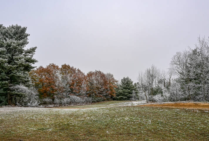 Площадка выгула собак