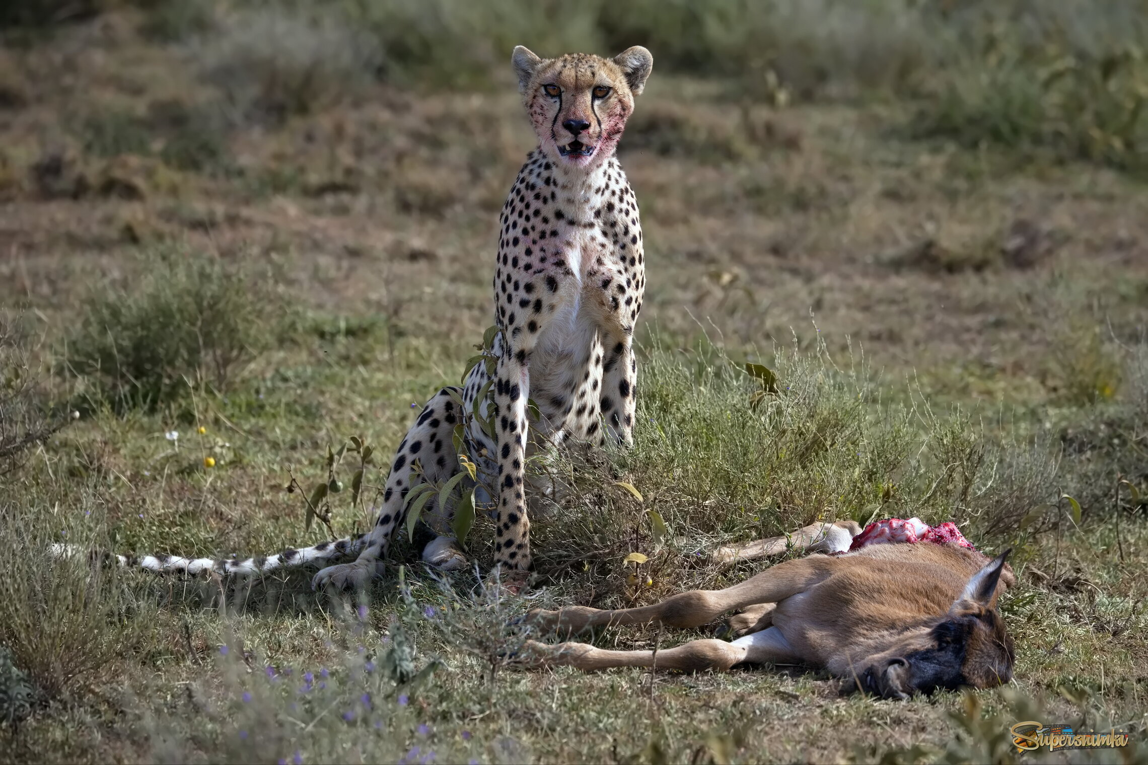 Невинная жертва