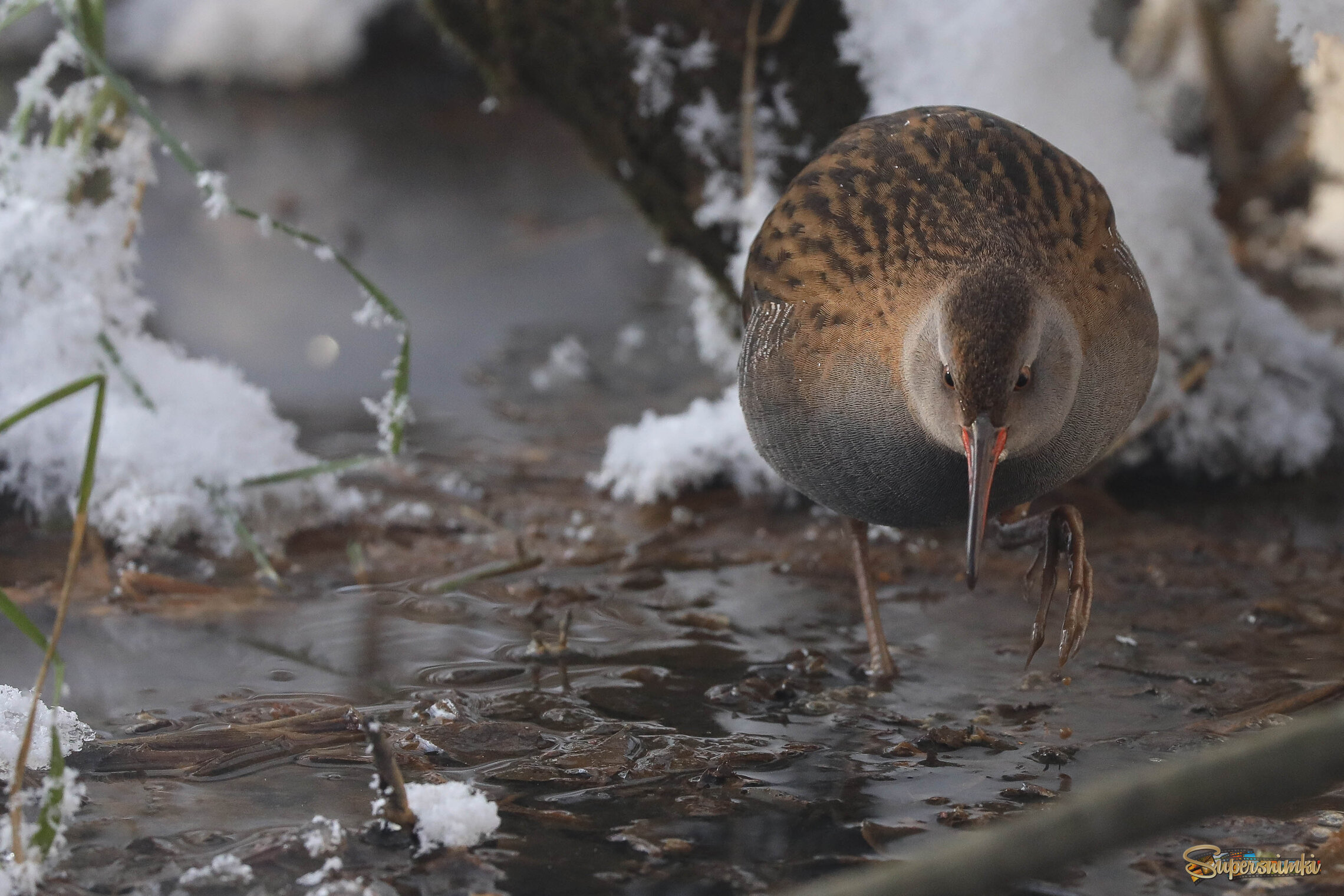 Я ли не красавец!