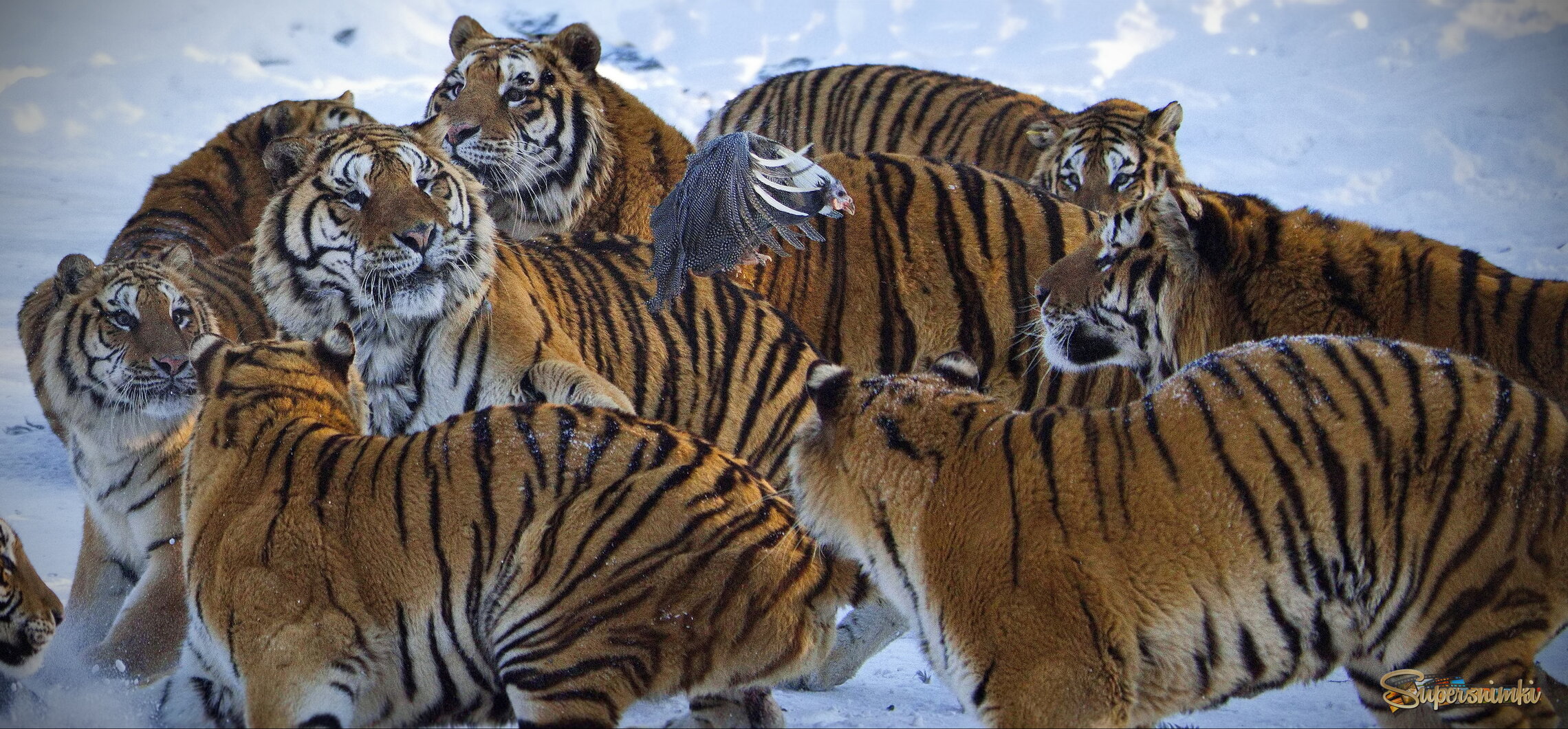 В окружении