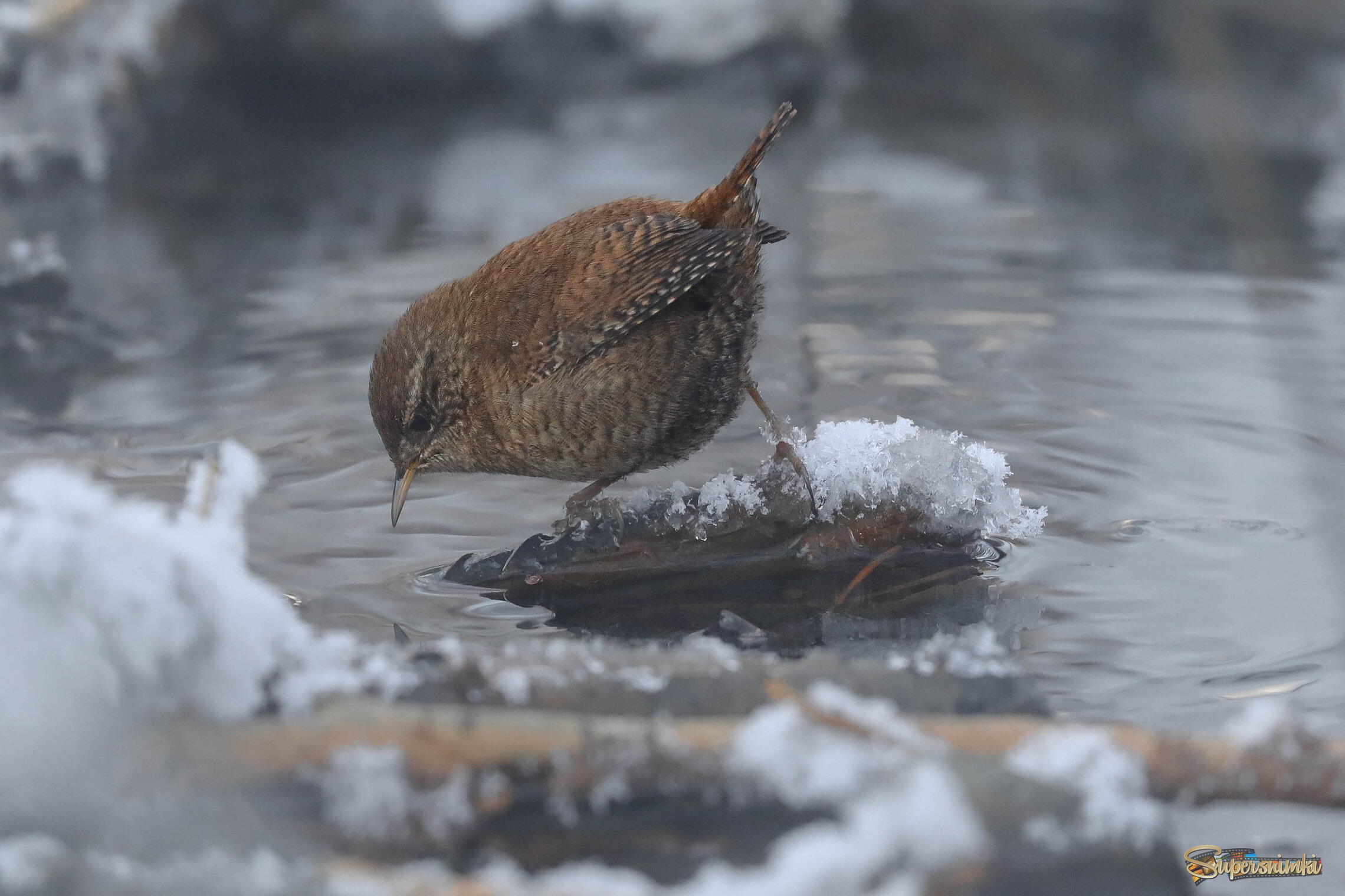 Где ты, еда?