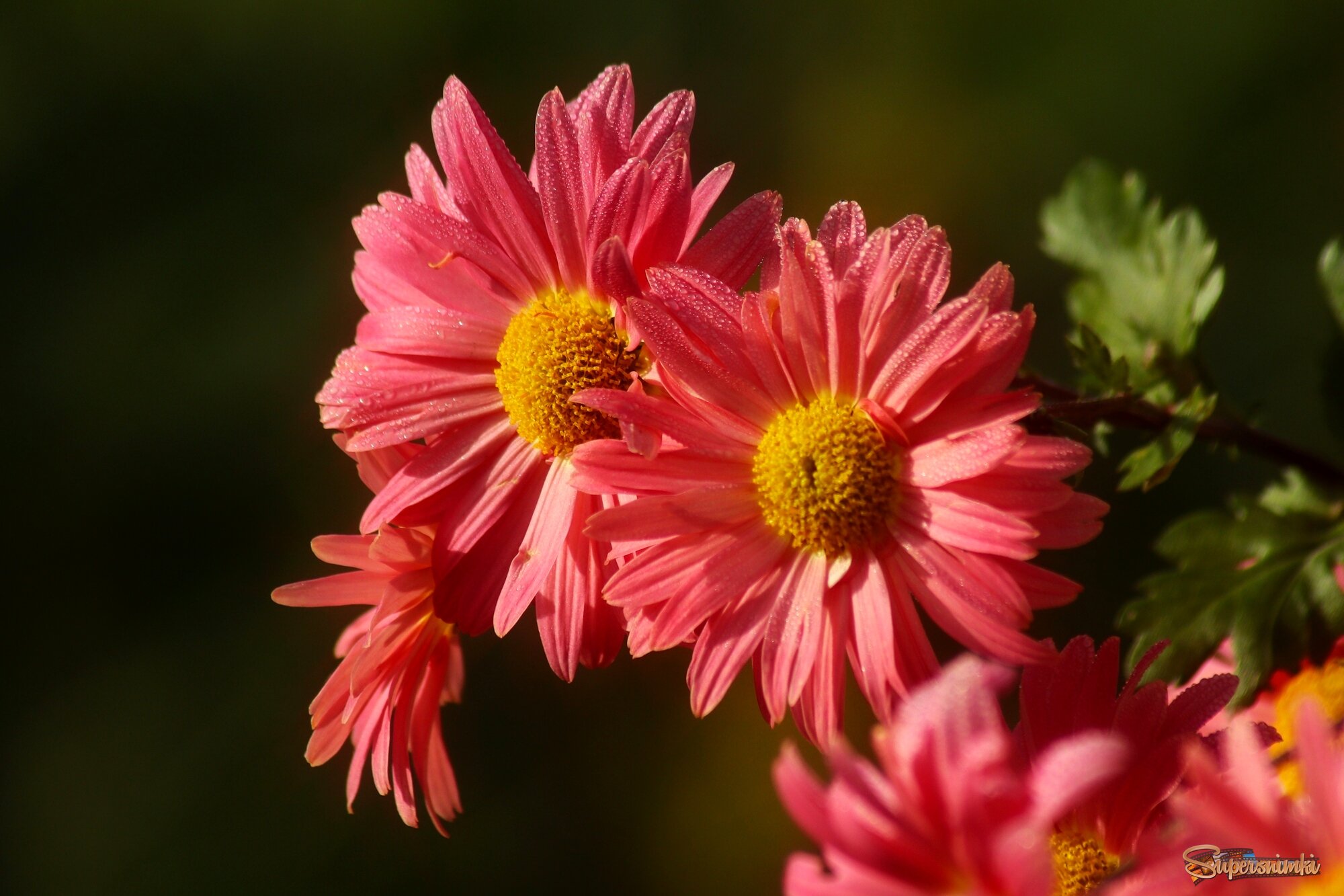 Доброе утро