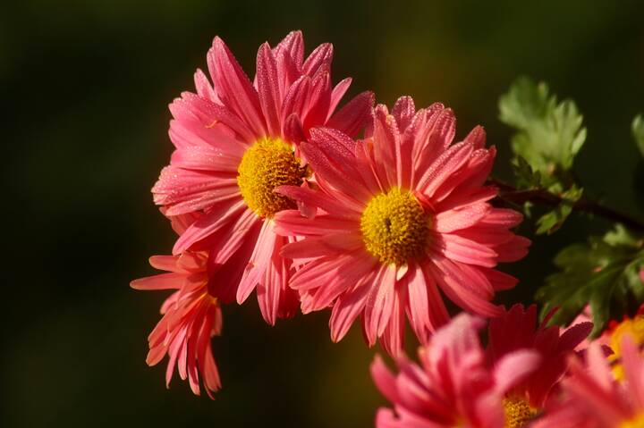 Доброе утро