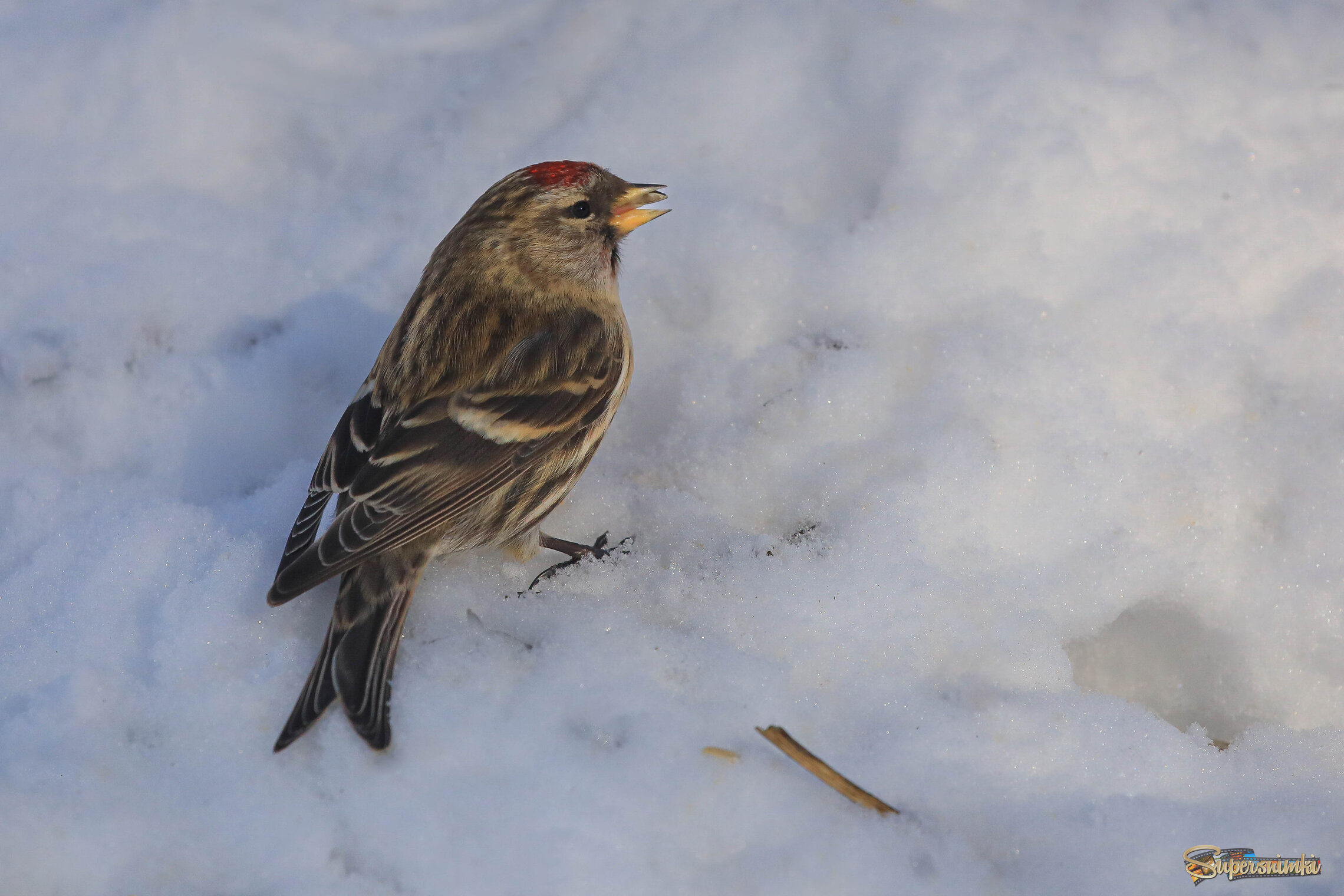 А я семечку нашла, ла-ла... 