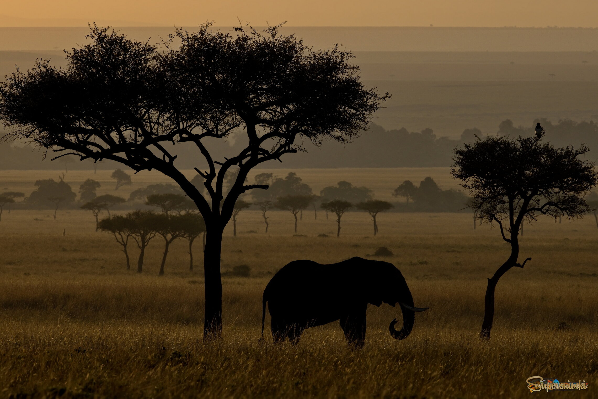 Африканское утро