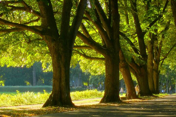 Шумит октябрь листвою