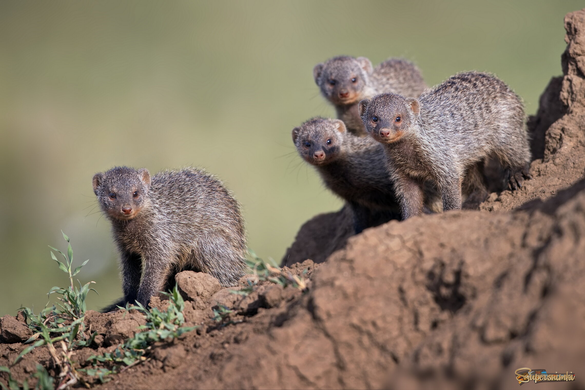 Любопытствующая гурьба