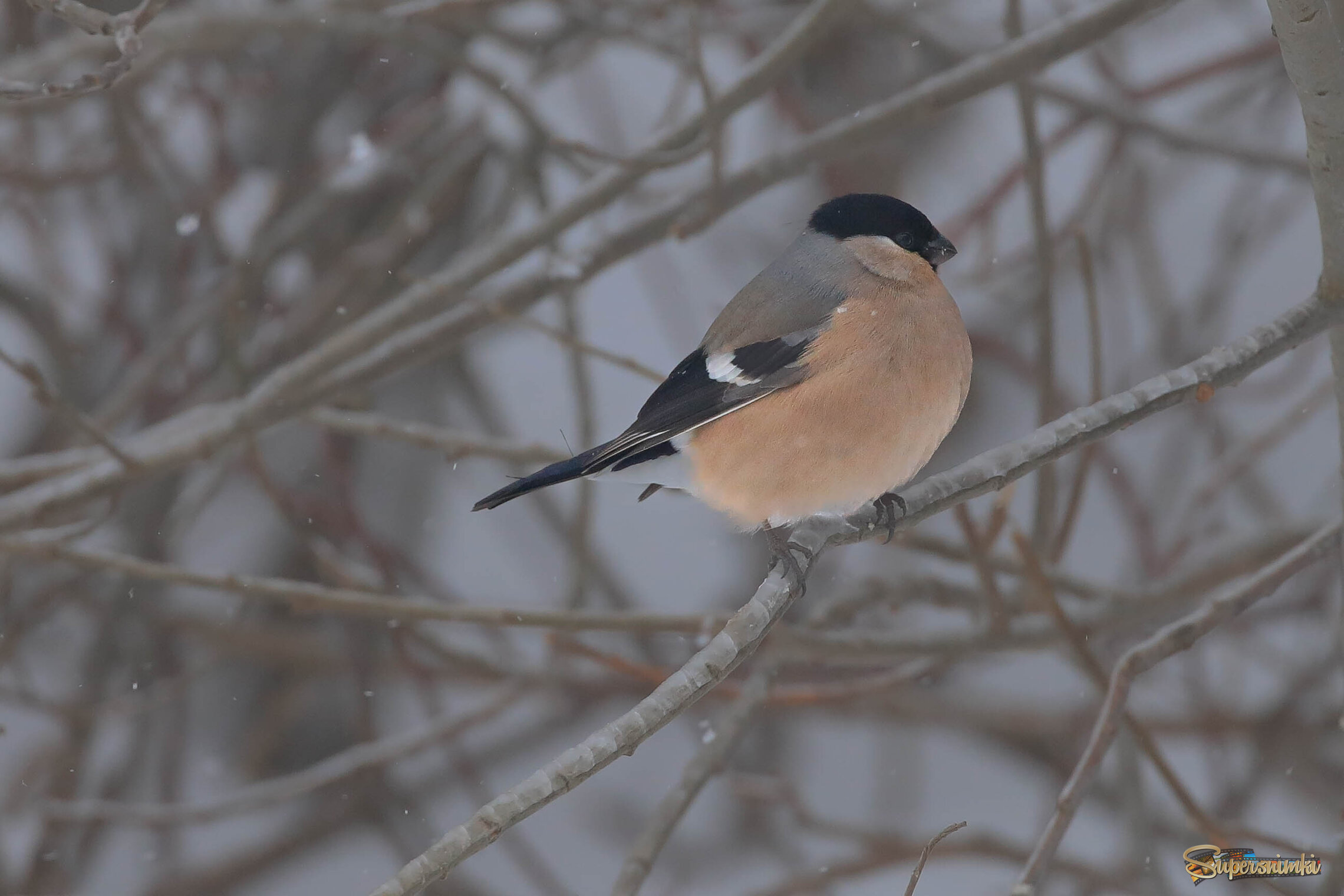 Мыслительница