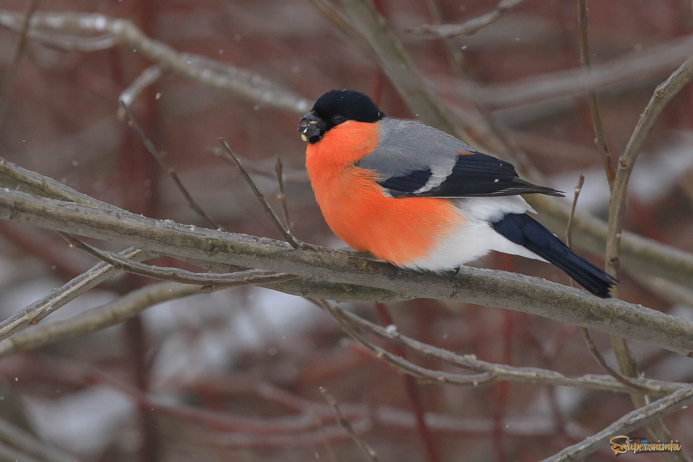 Сытый и доаольный