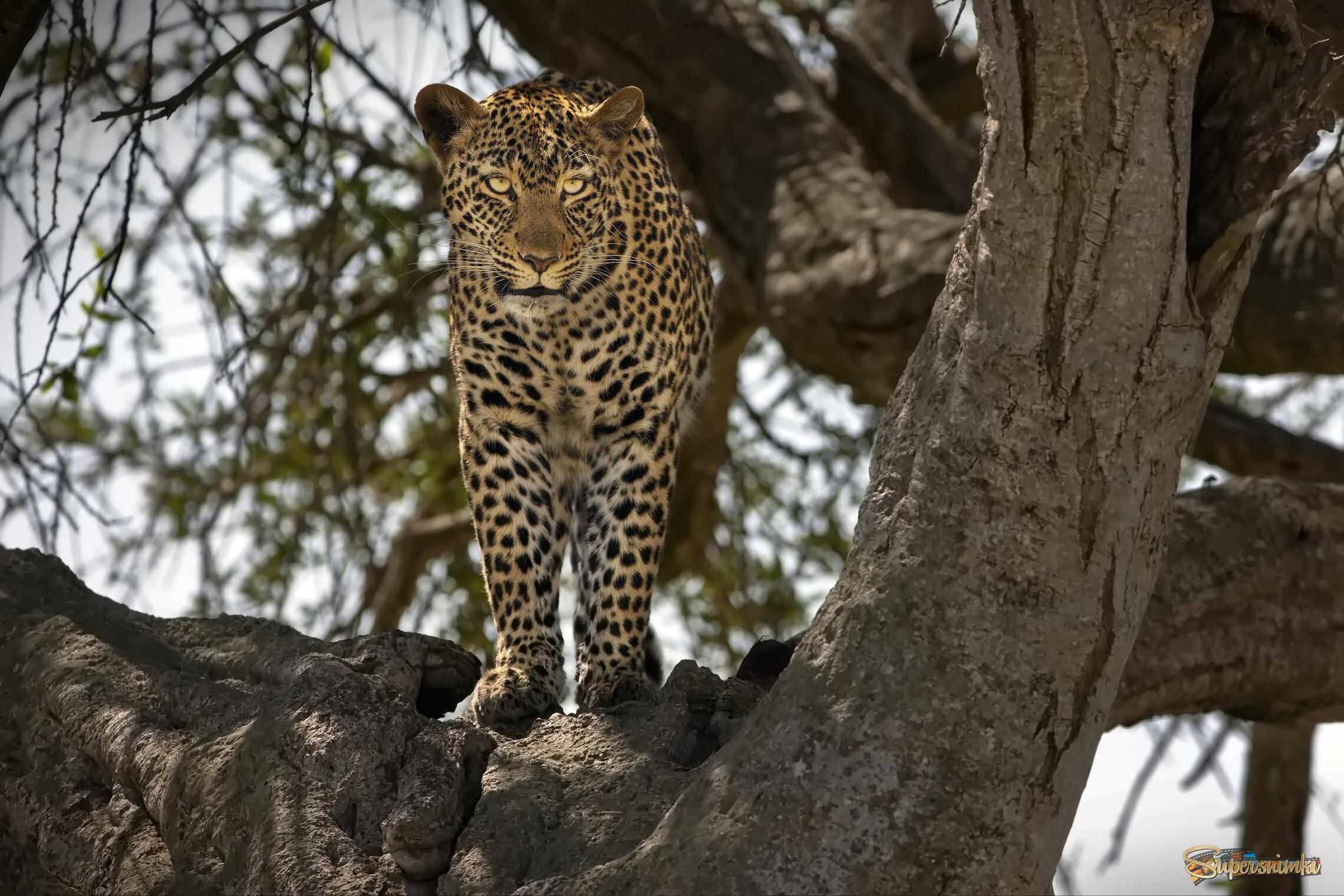 Пристальный взгляд