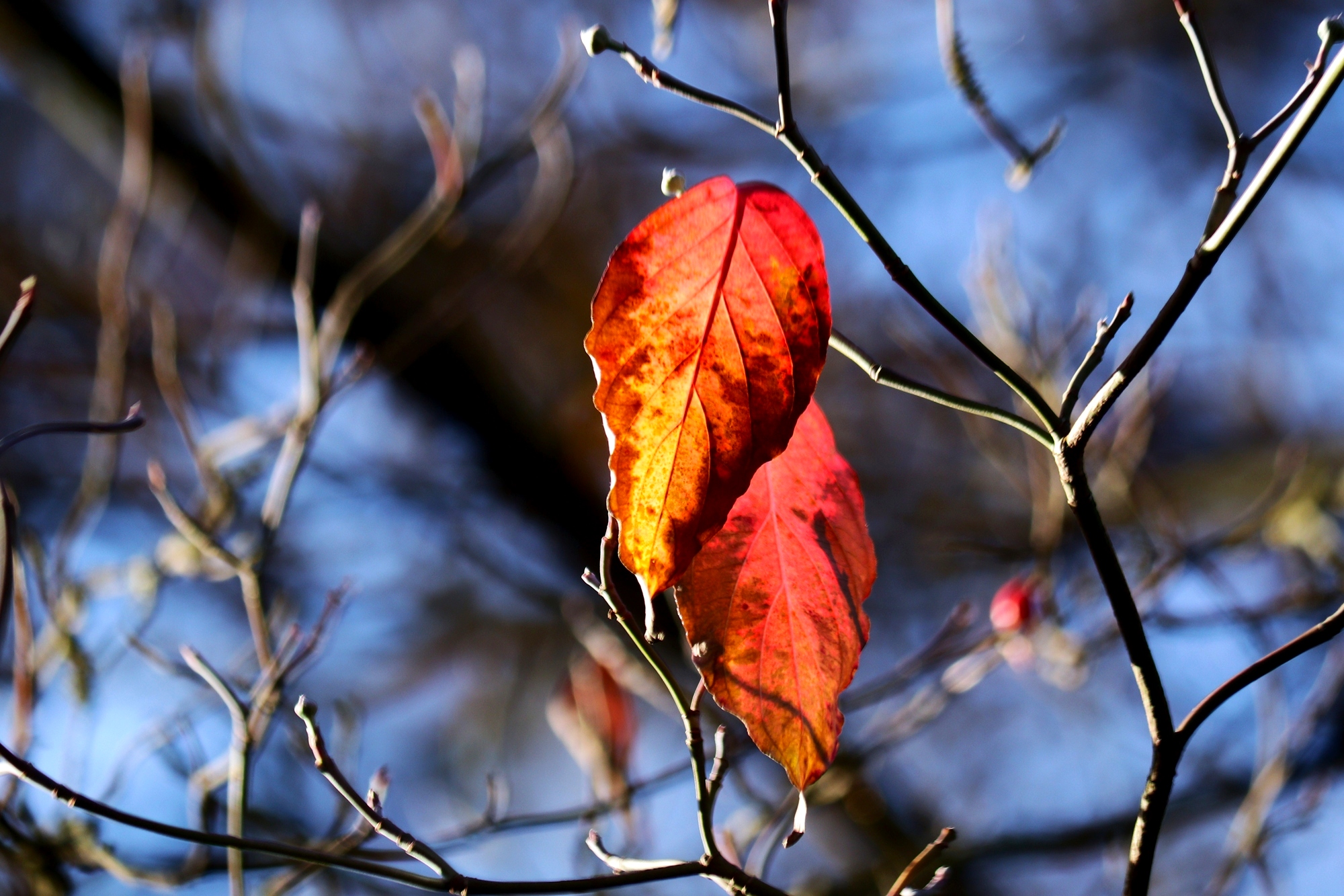 Осенняя грусть