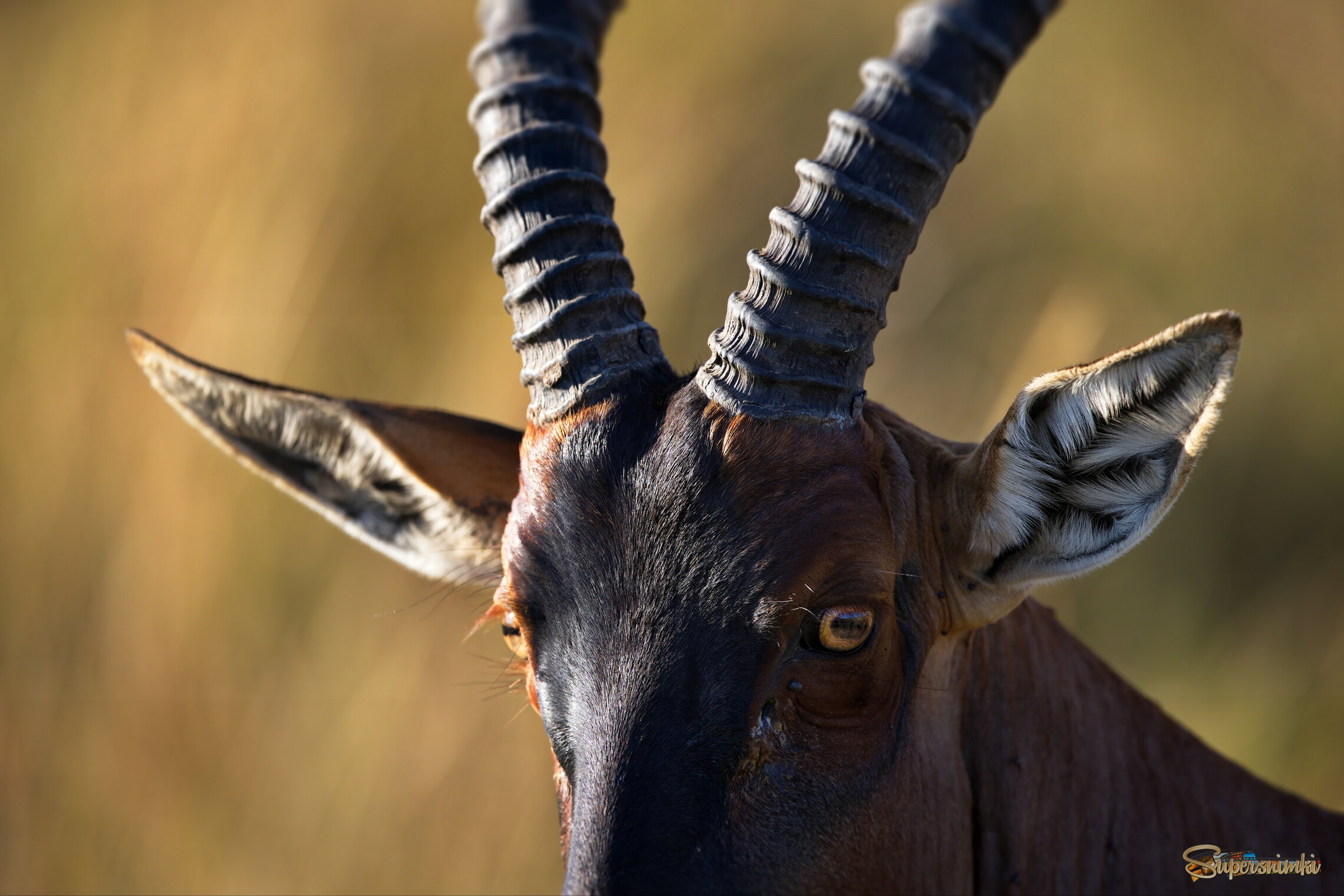 Умный взгляд