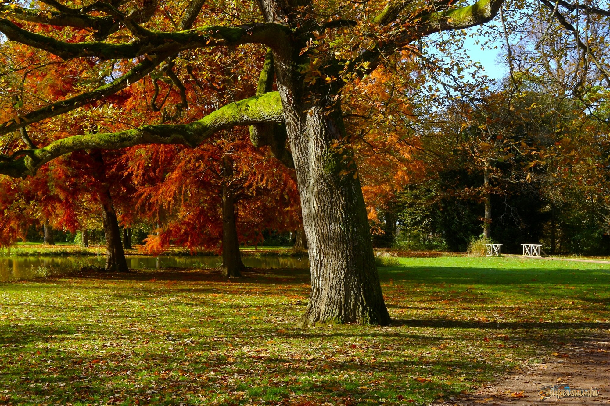В осеннем парке